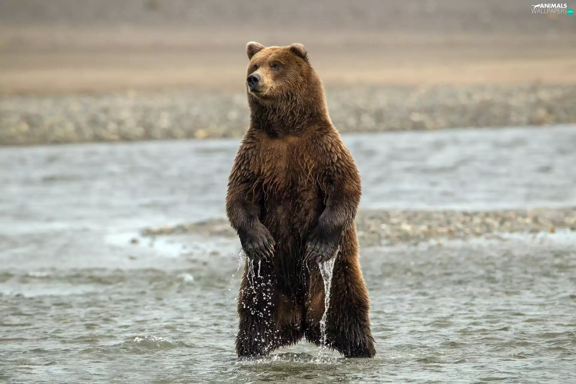 Bear, great, River, brown