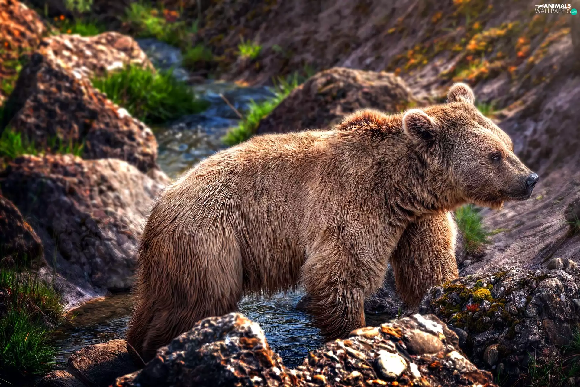 bear, stream, rocks, brown