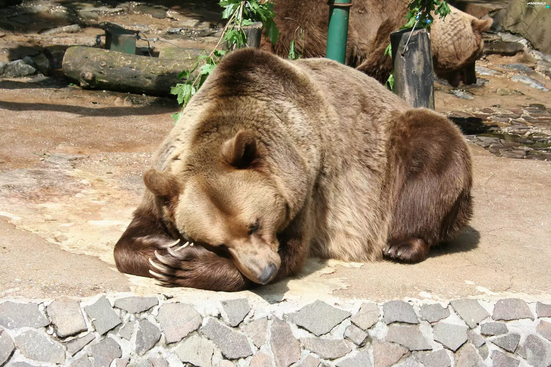 brown, sleepy, Bear
