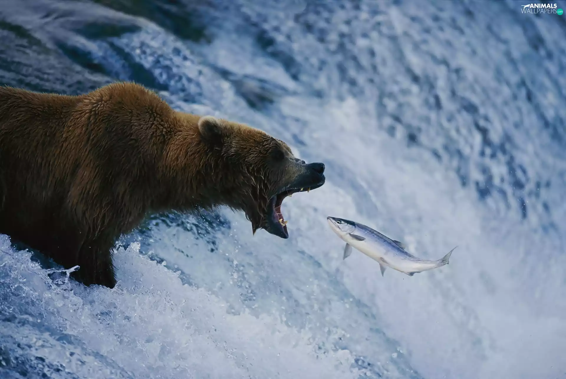 Bear, fish, waterfall, brown
