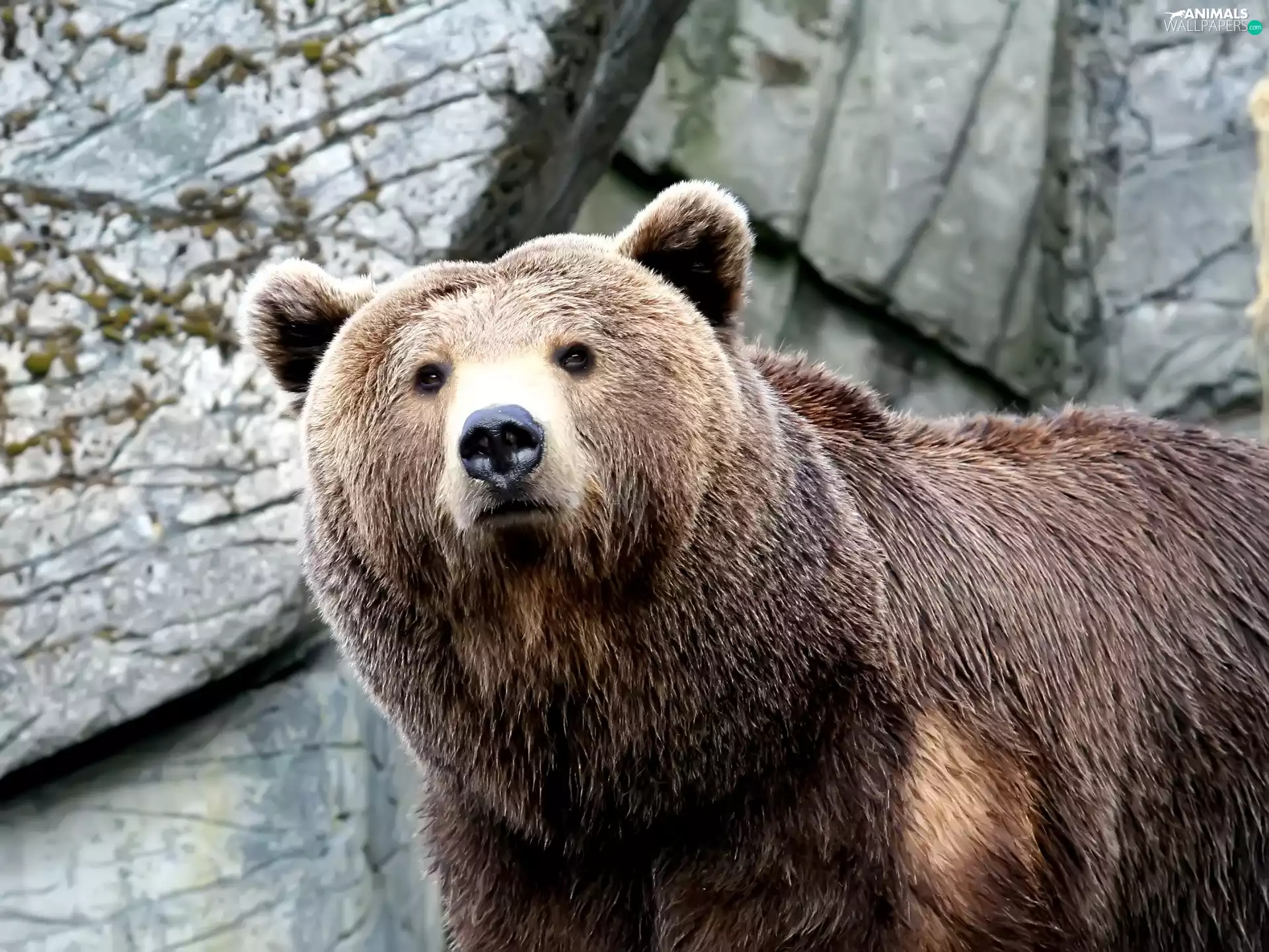 Brown bear