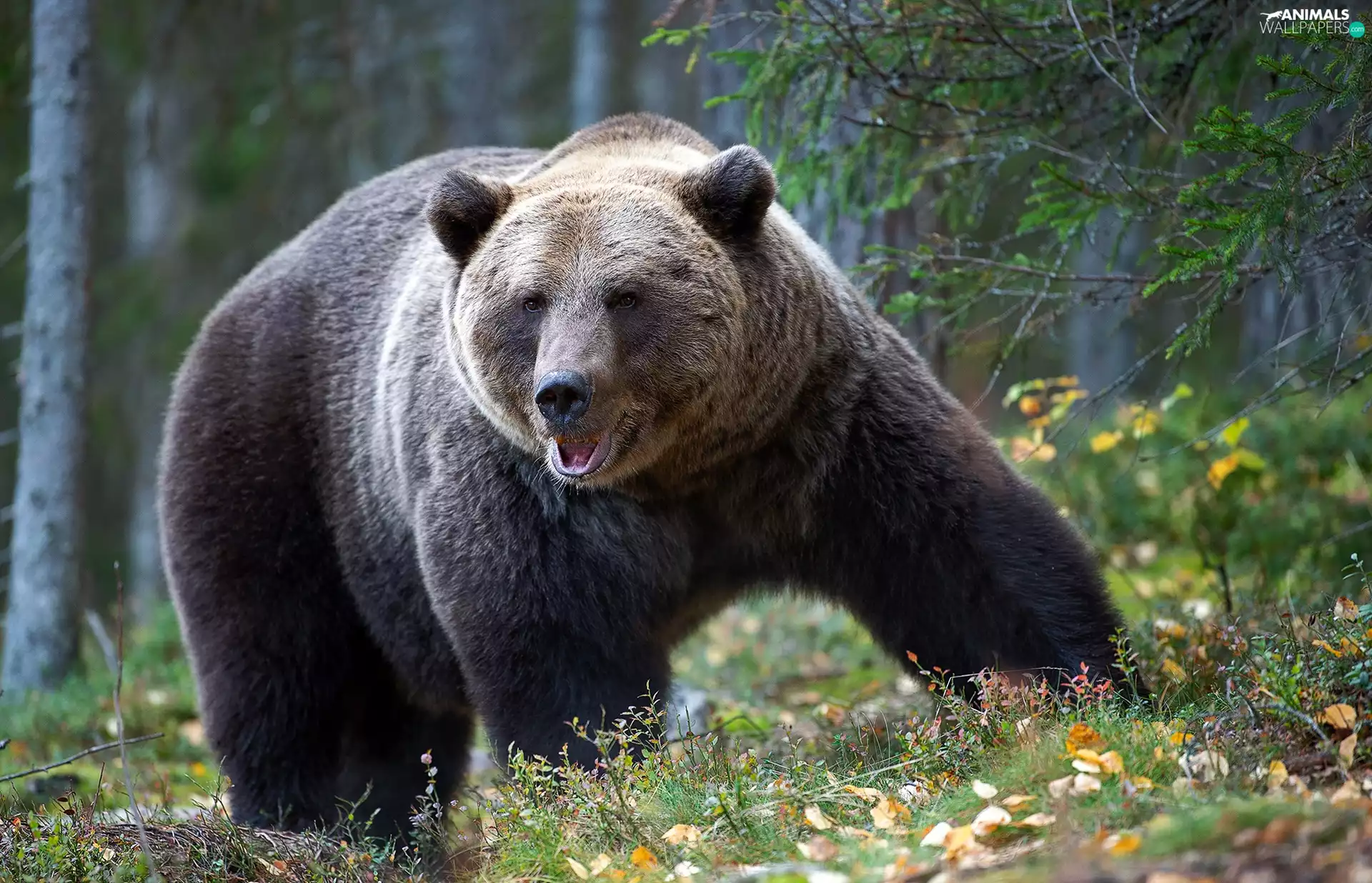 viewes, forest, Big, Brown bear, Leaf, trees