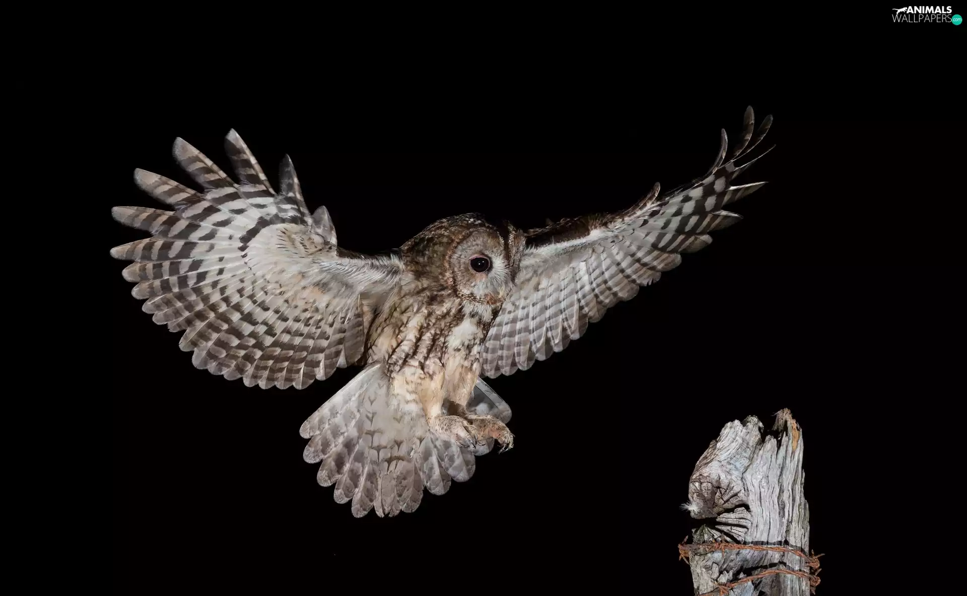 Night, trunk, owl, Brown Owl, Bird