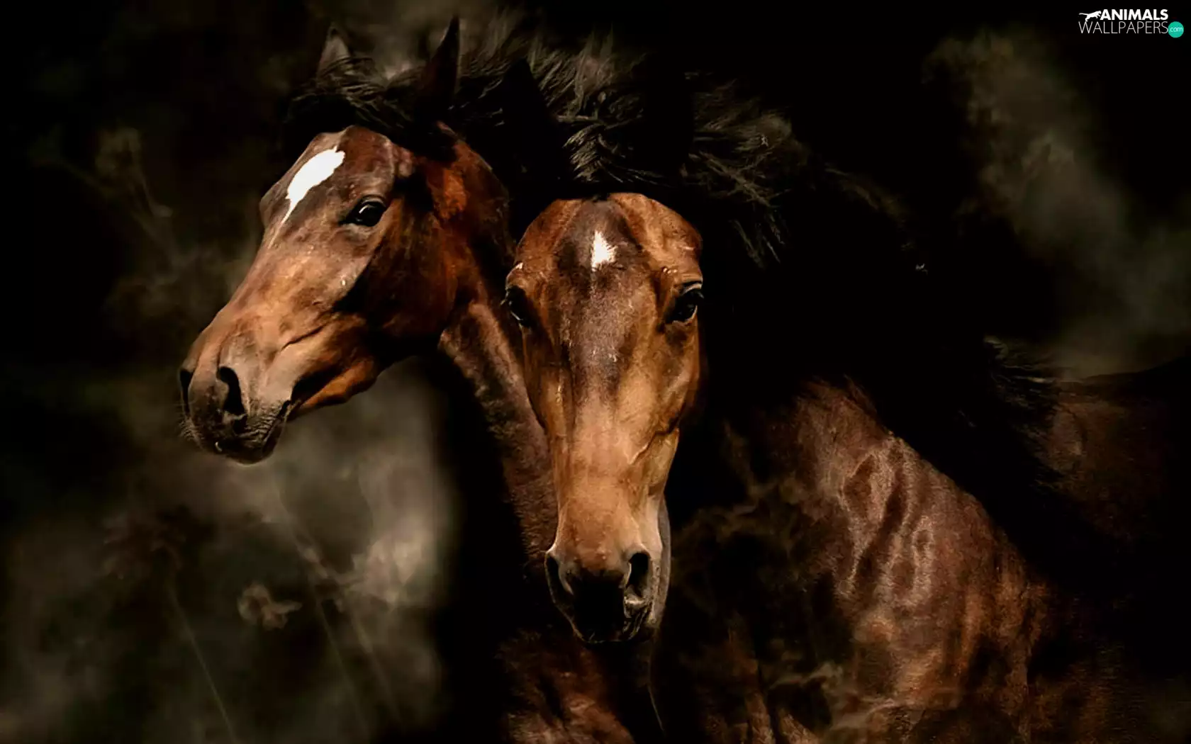 bloodstock, Two cars, Brown