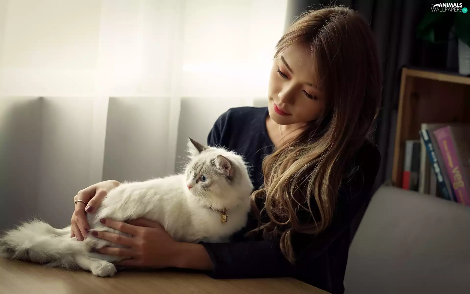 cat, girl, light brown