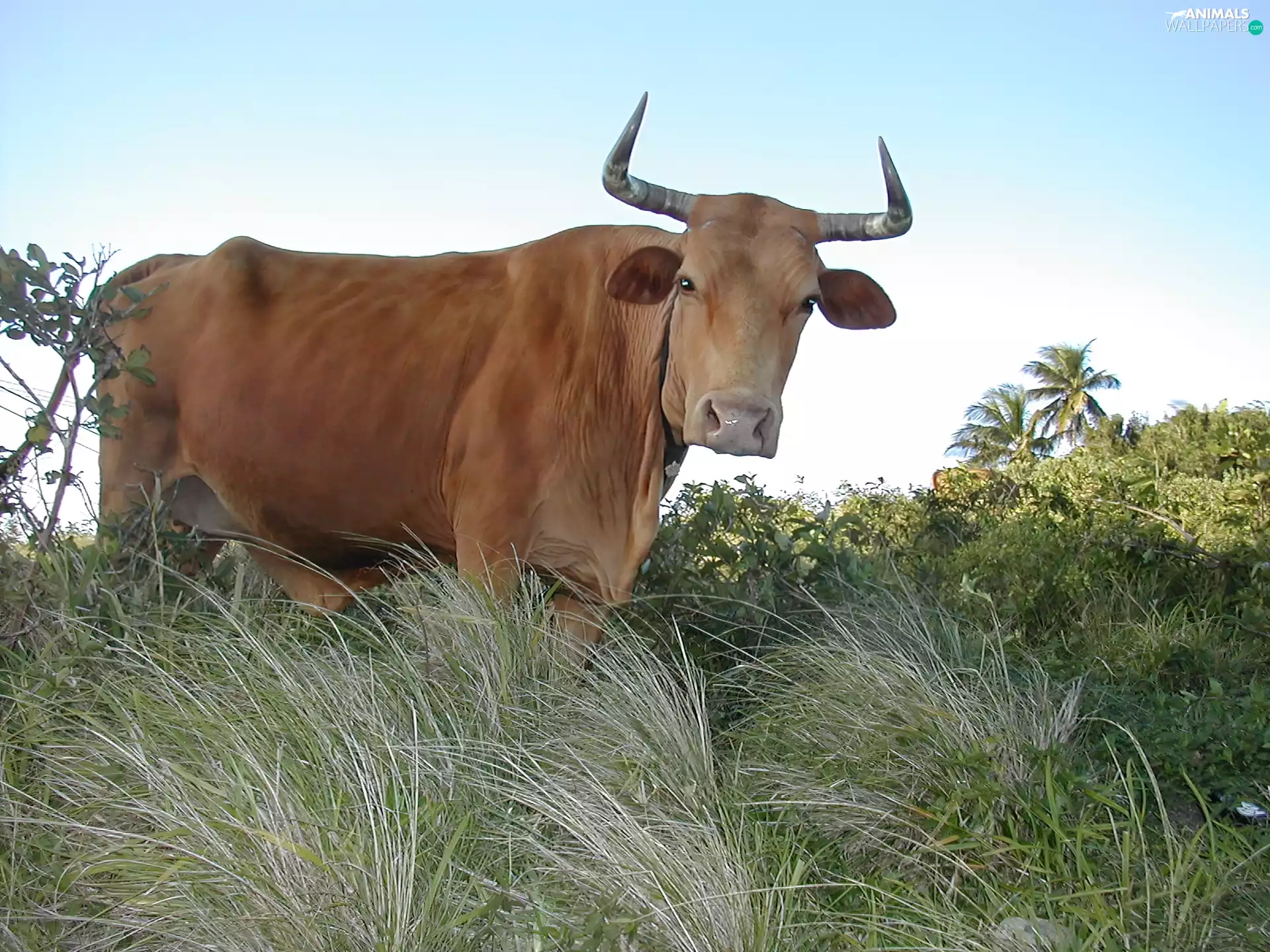 Brown, Cow