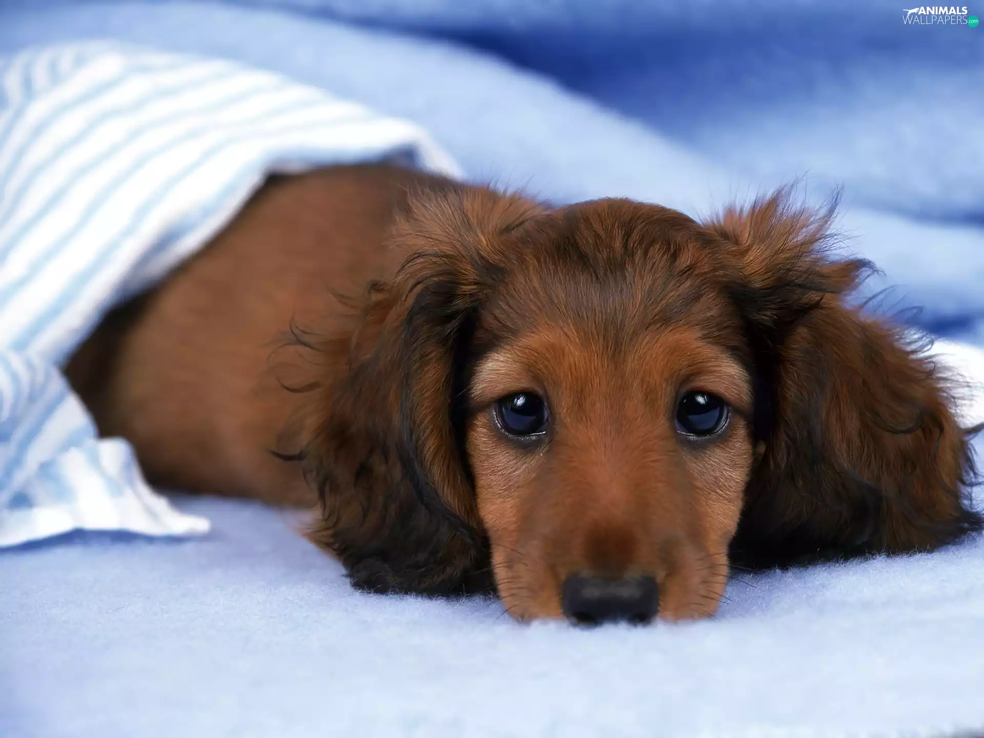 Brown, dachshund