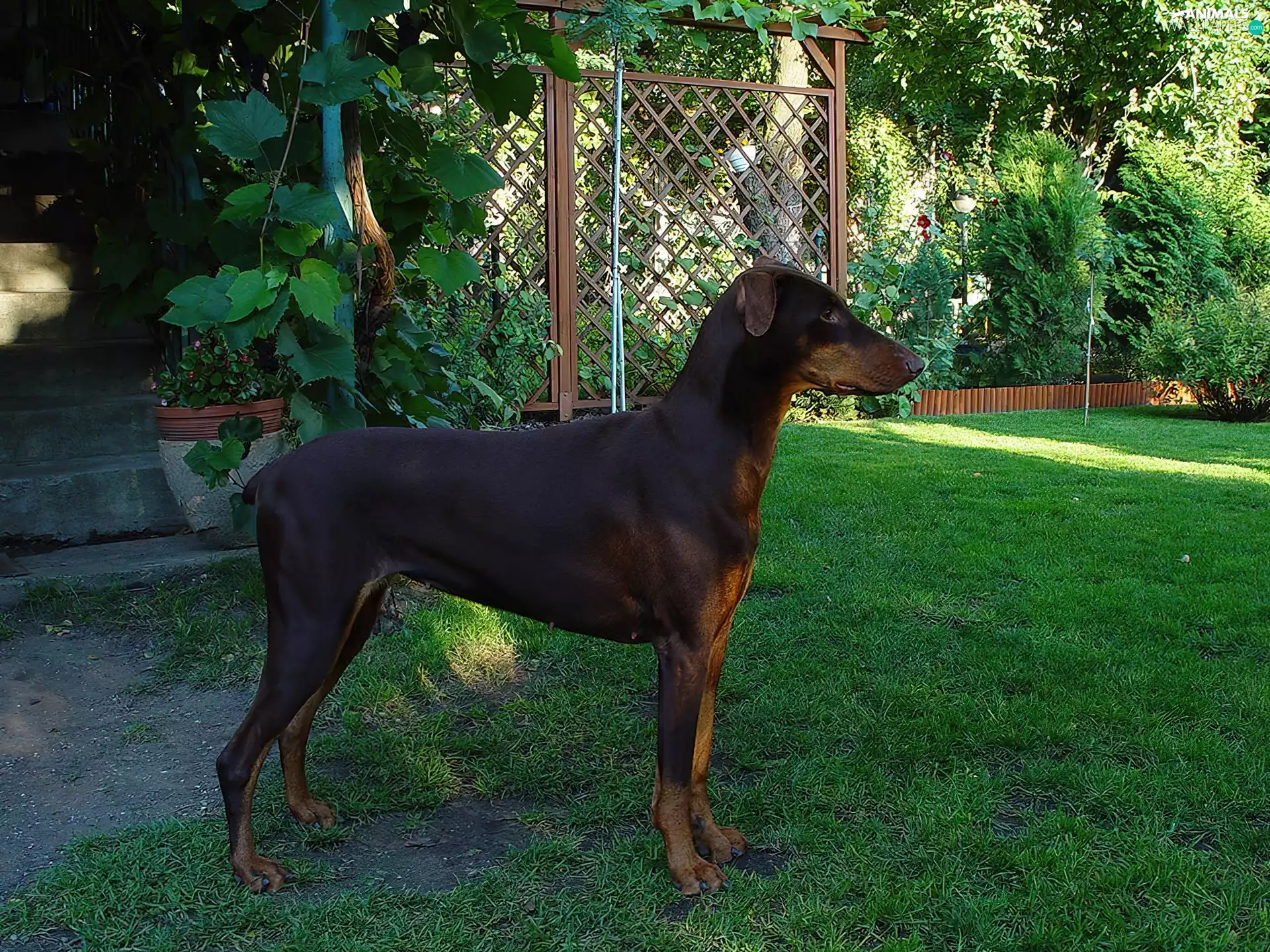 brown, Doberman