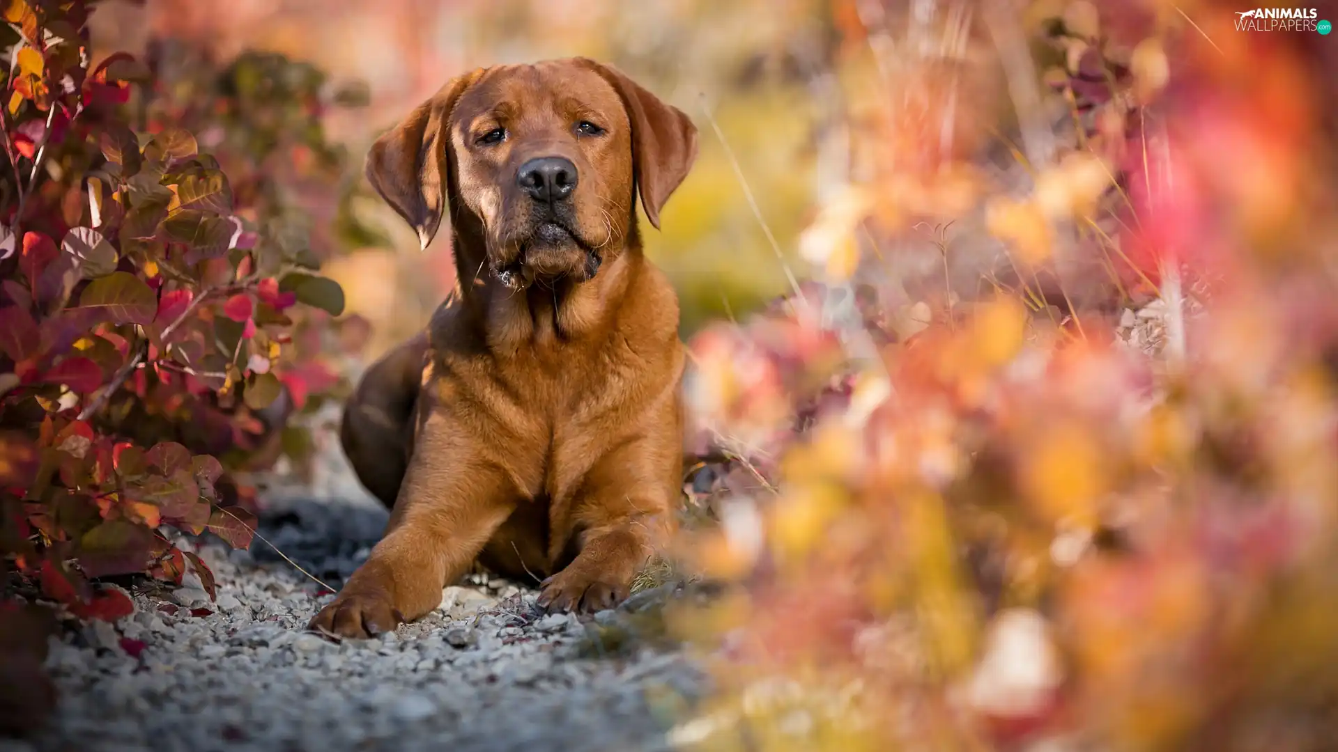 dog, Puppy, Plants, Brown