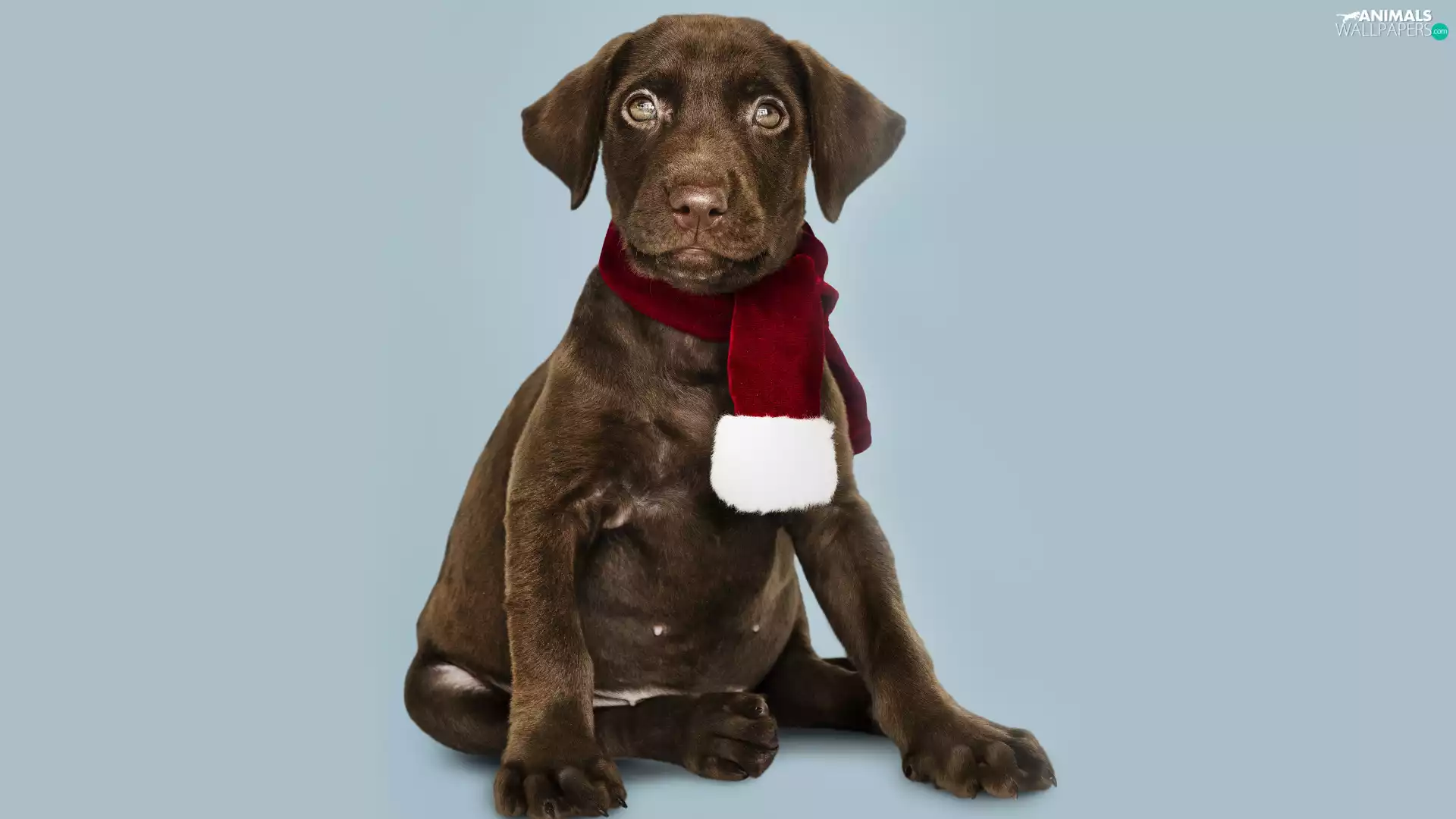 Labrador Retriever, Scarf, Brown, Puppy, dog