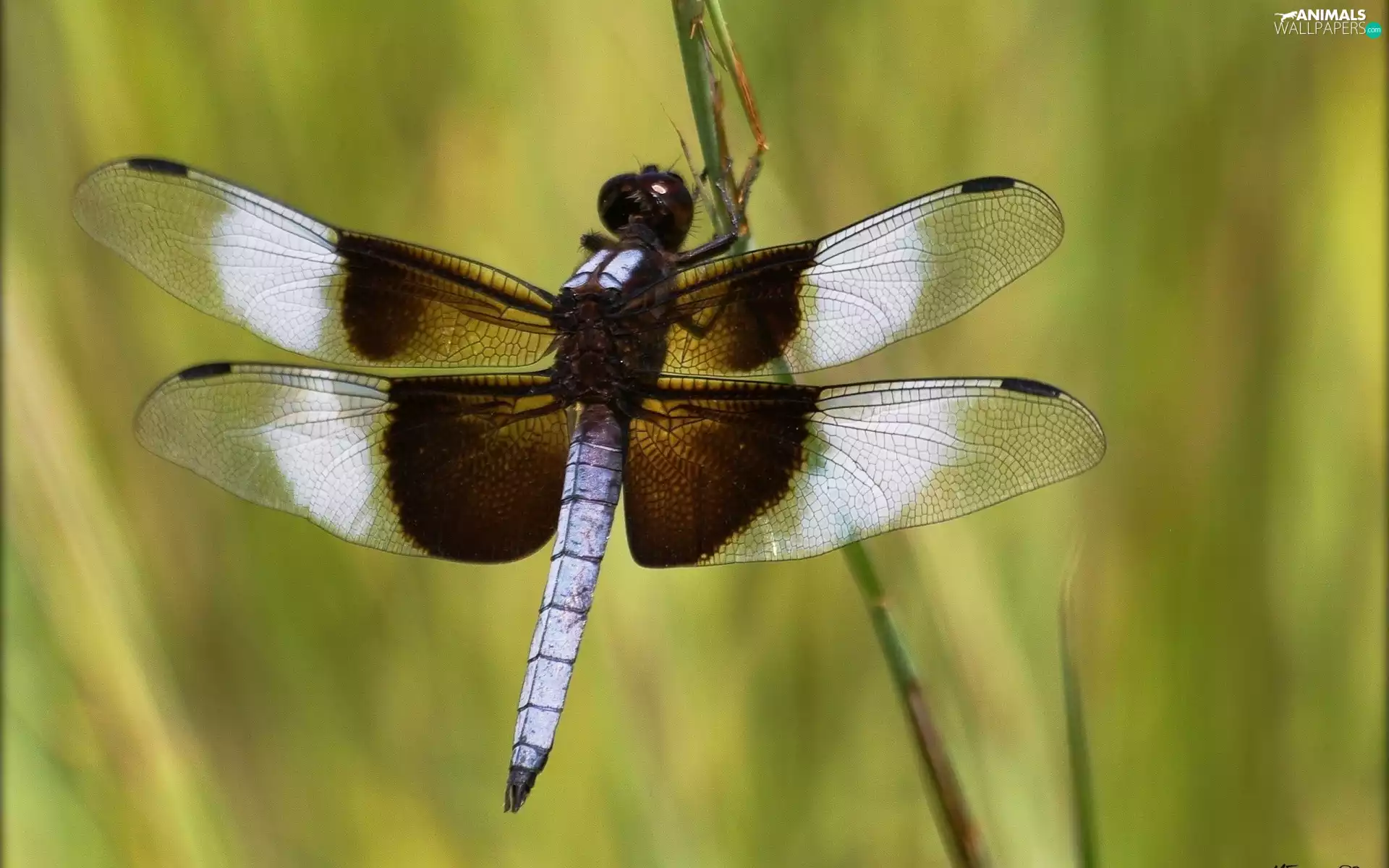 dragon-fly, white, Brown