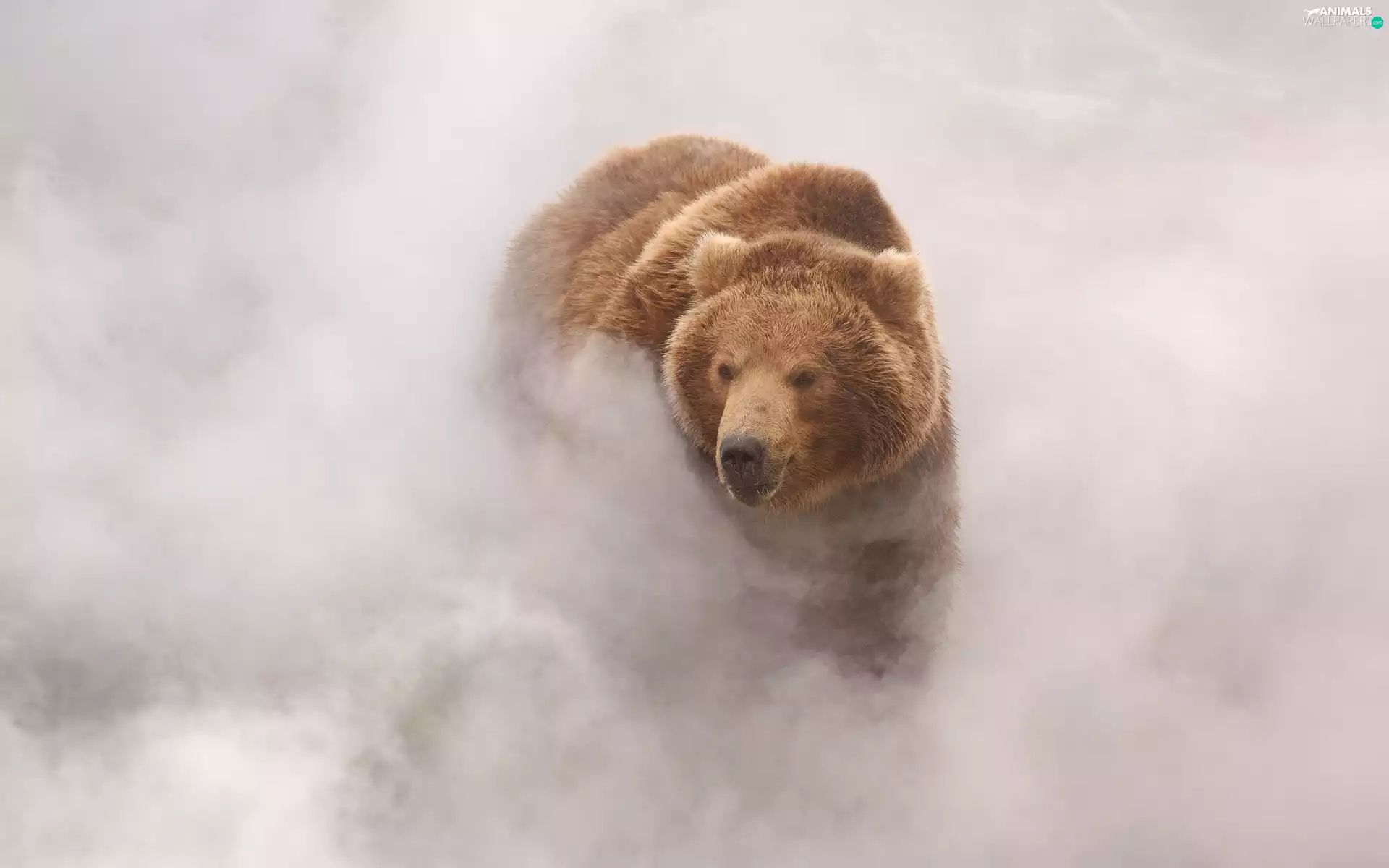 Fog, teddy bear, brown