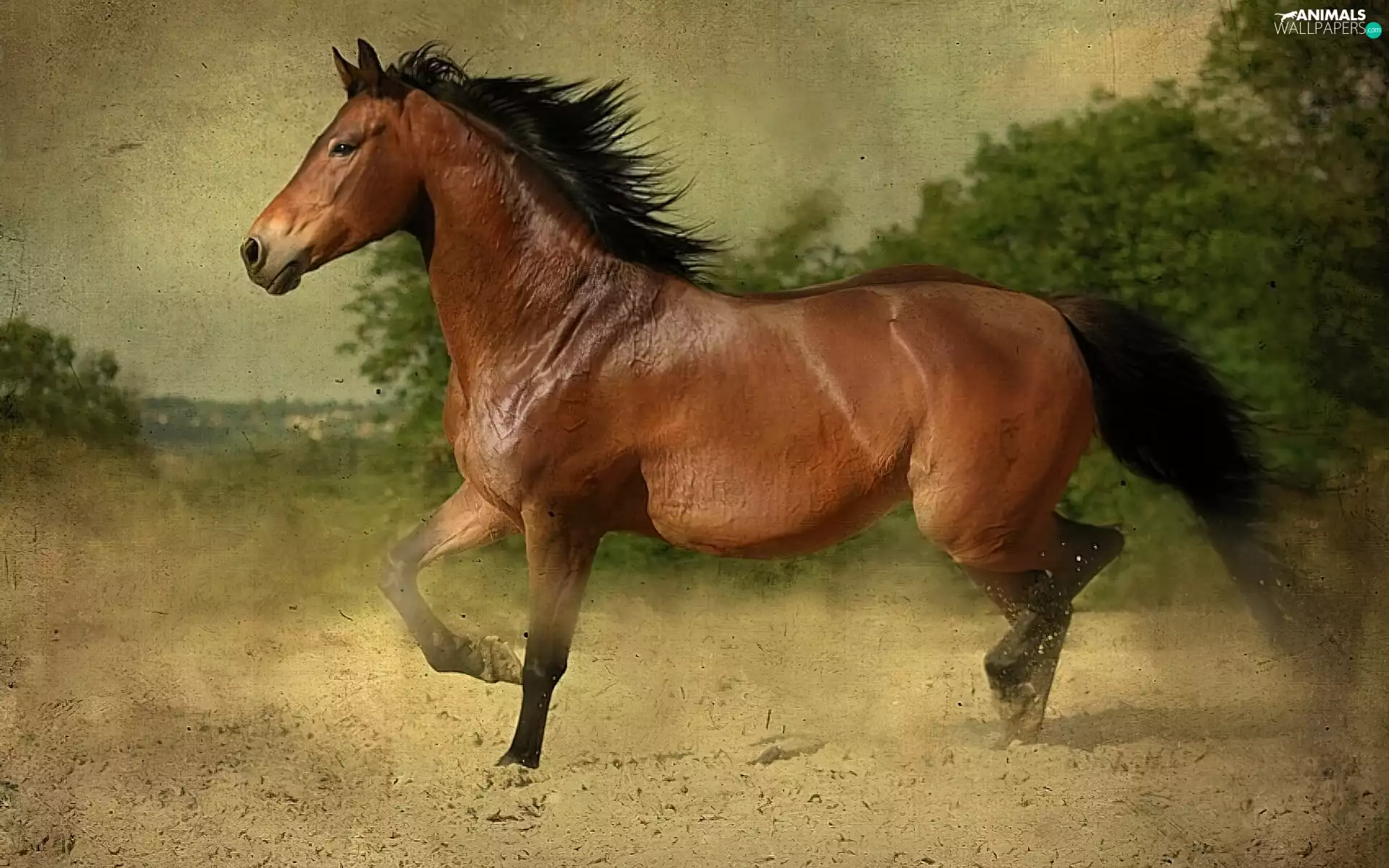 Brown, Horse