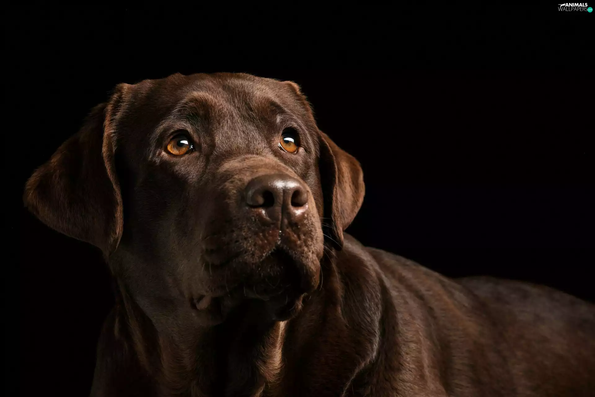 Labrador Retriever, dog, Brown