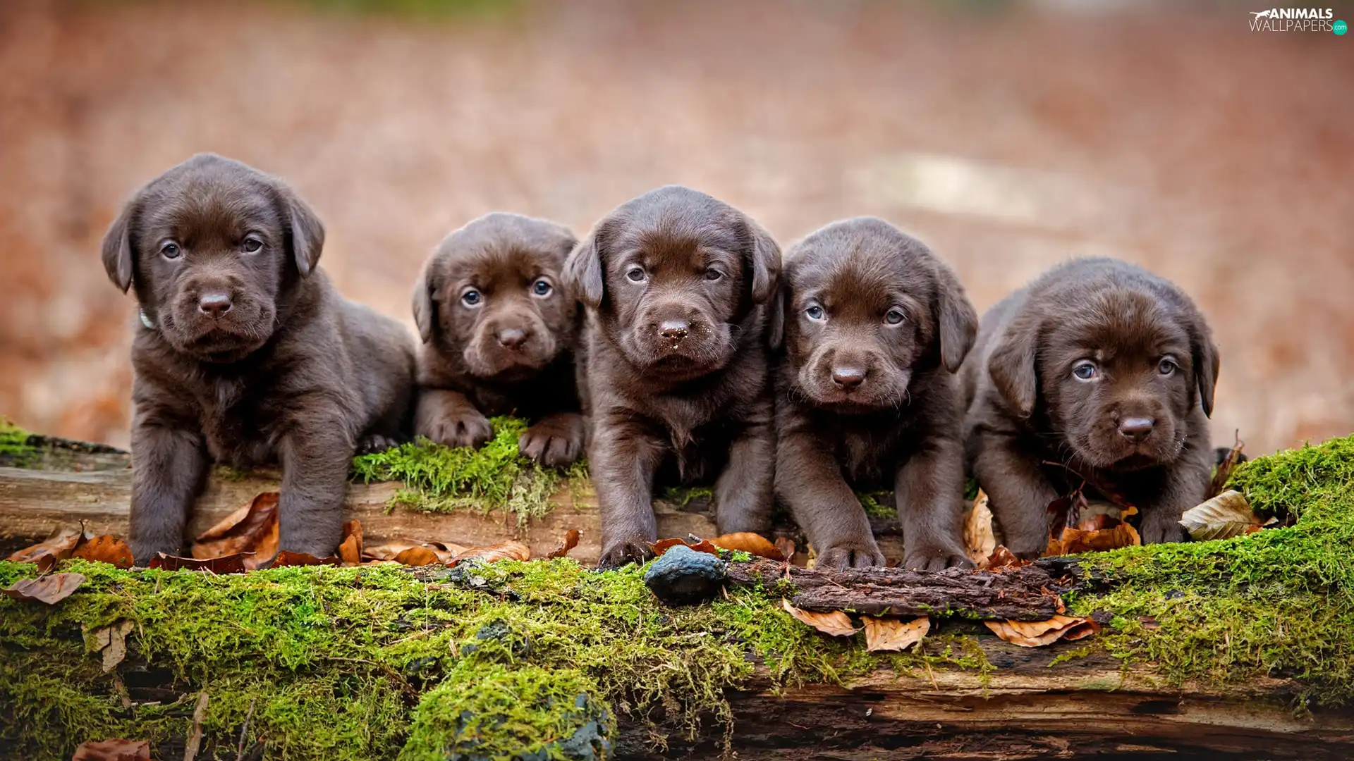 Dogs, Brown, Labradors Retrievers, puppies