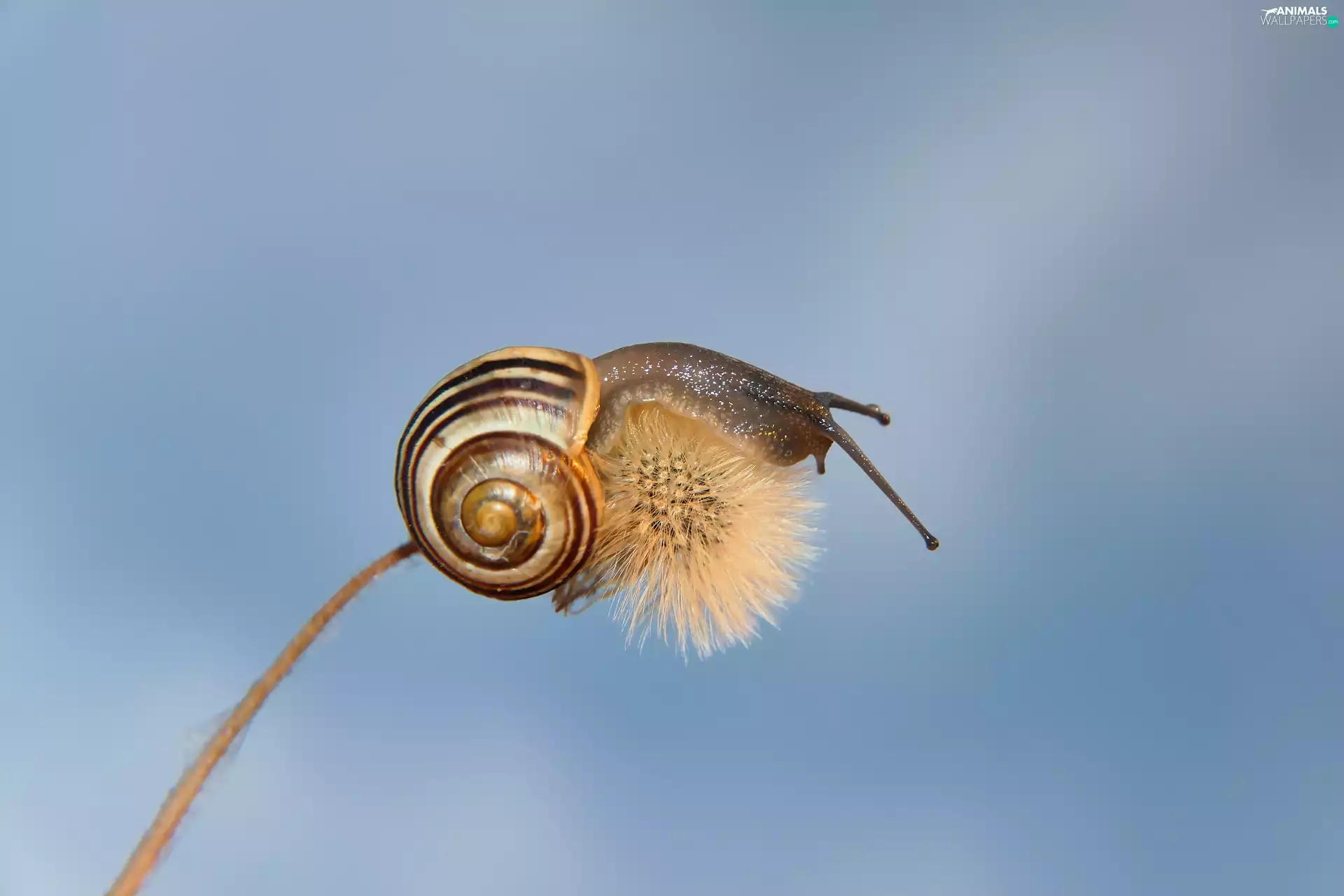 dandelion, Brown-lipped snail, snail