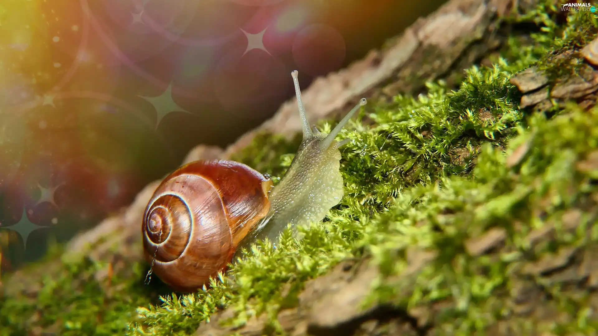 Moss, Brown-lipped snail, snail