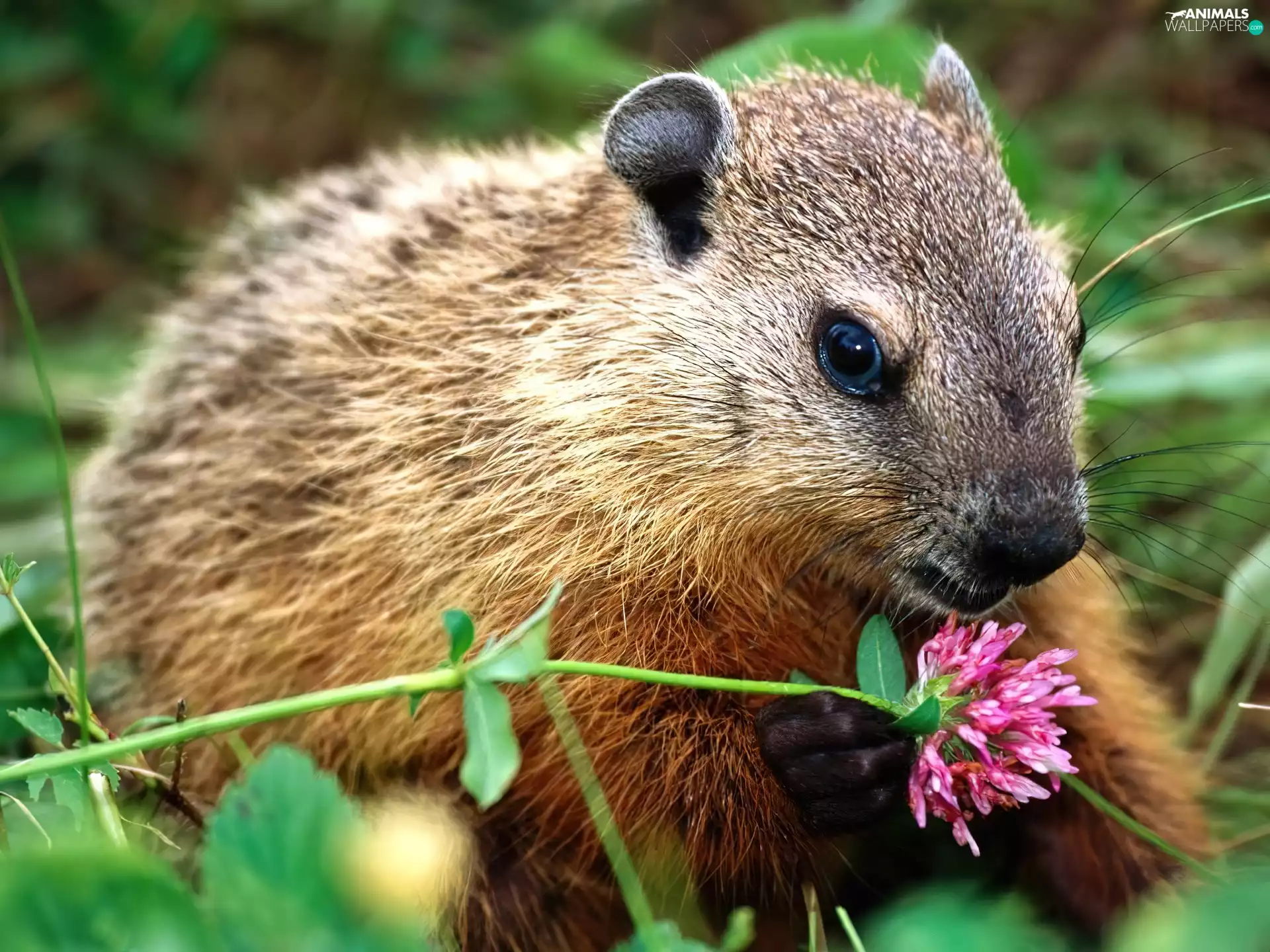 nutria, Fur, Flower, Brown