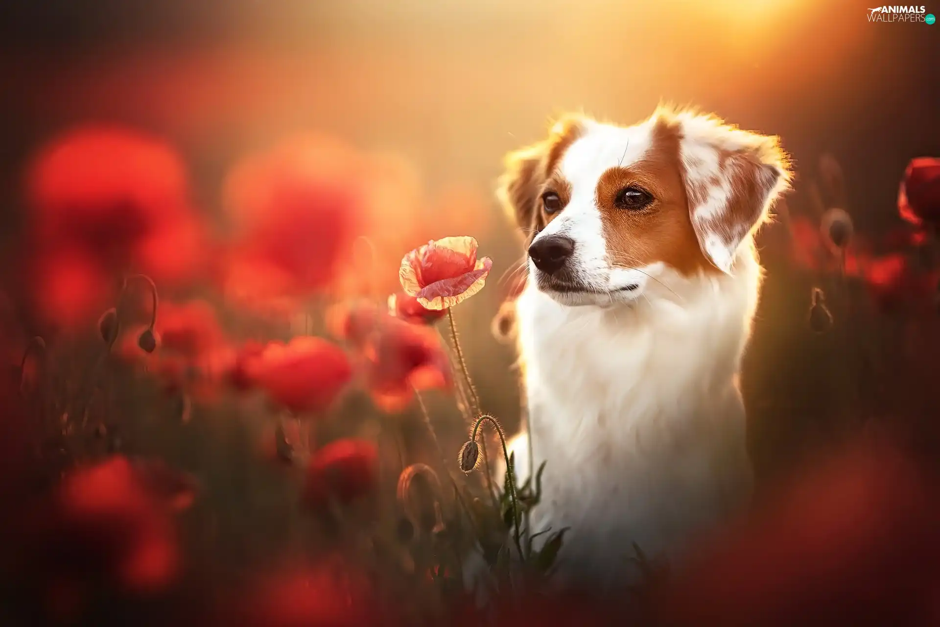 White-brown, papavers, blur, dog