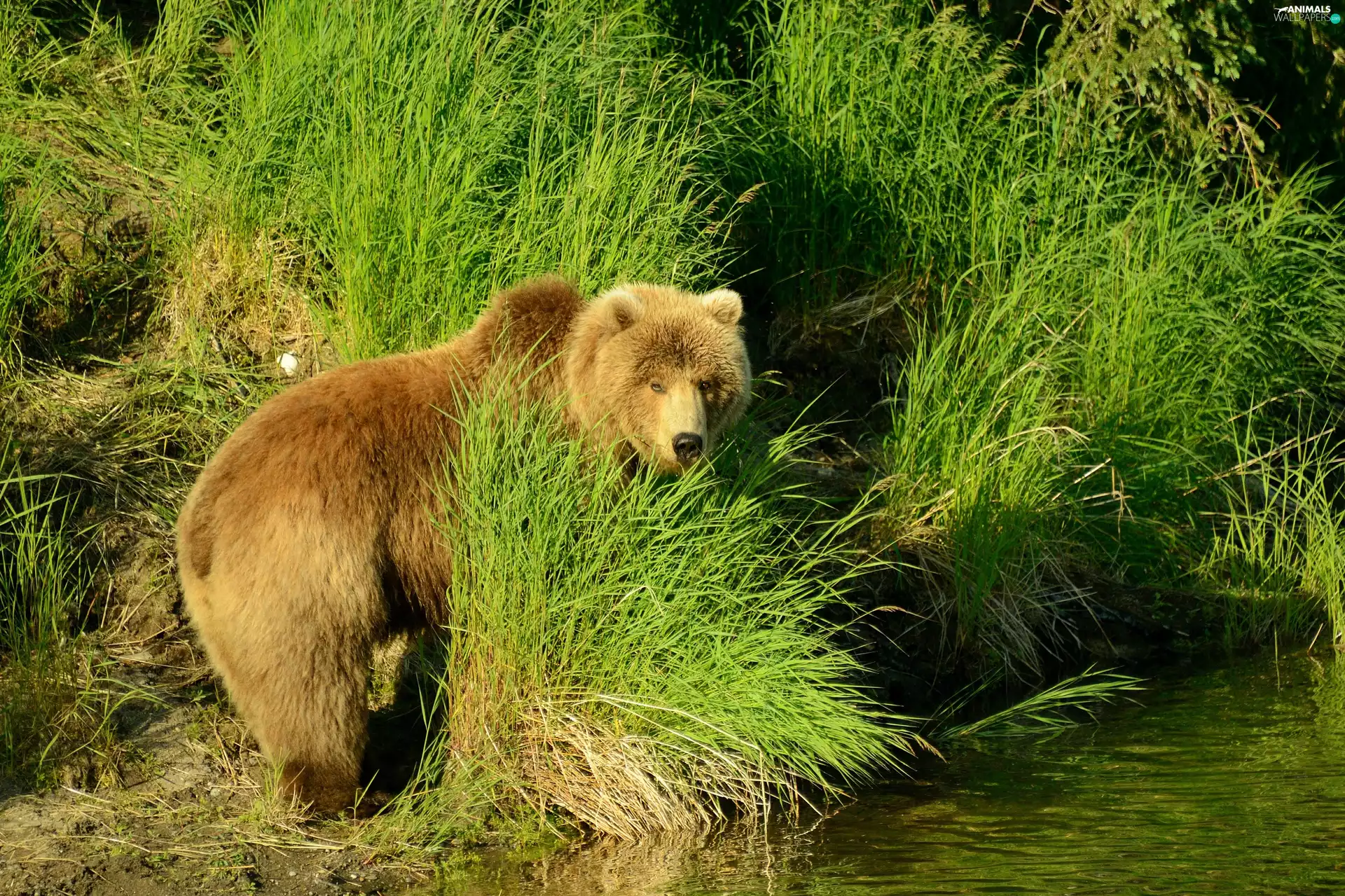 tall, coast, Bear, brown, grass, rivers