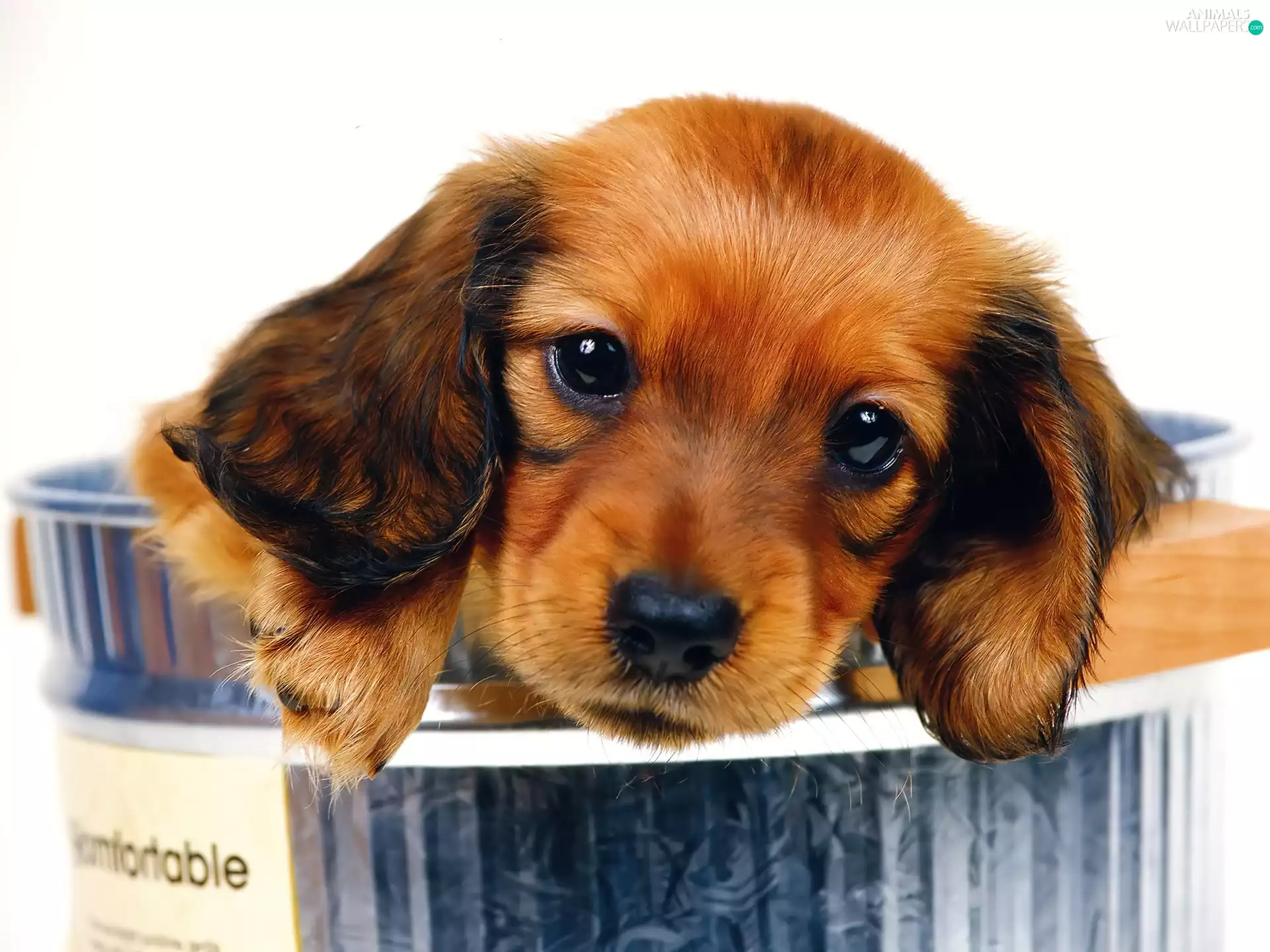 Sausage Dog, small, Brown