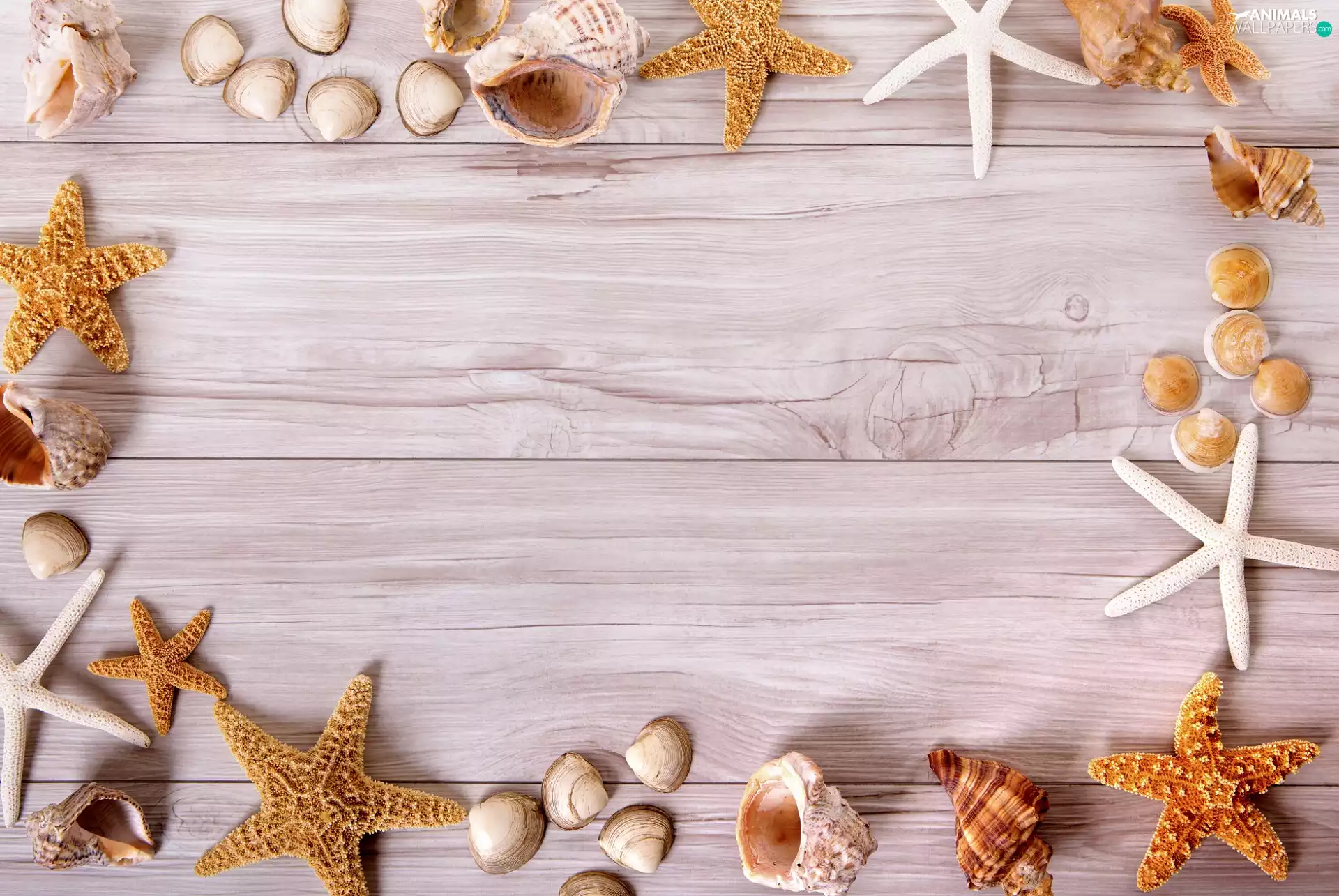 Shells, starfish, boarding, Brown