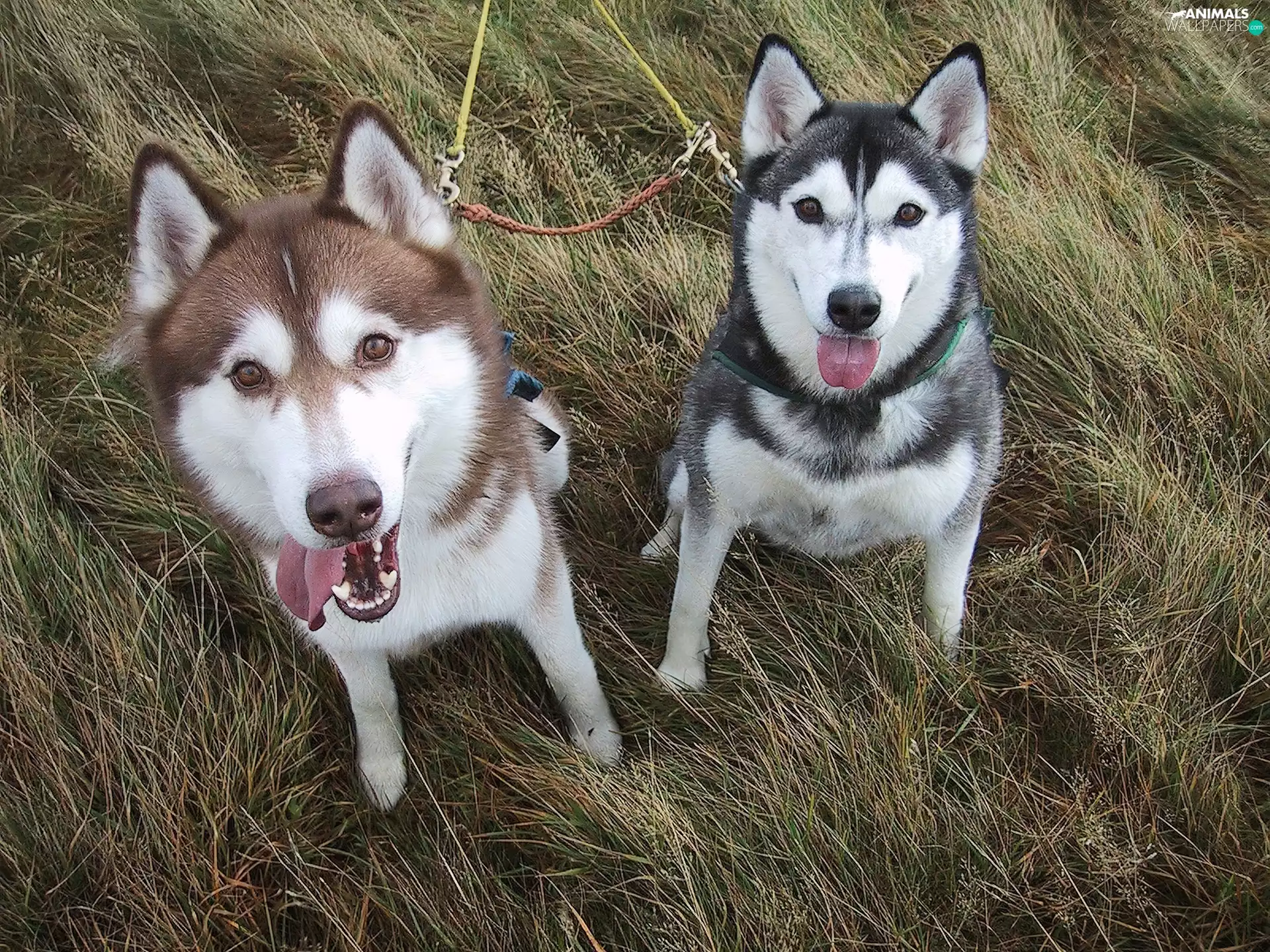Siberian Husky, Black, Brown