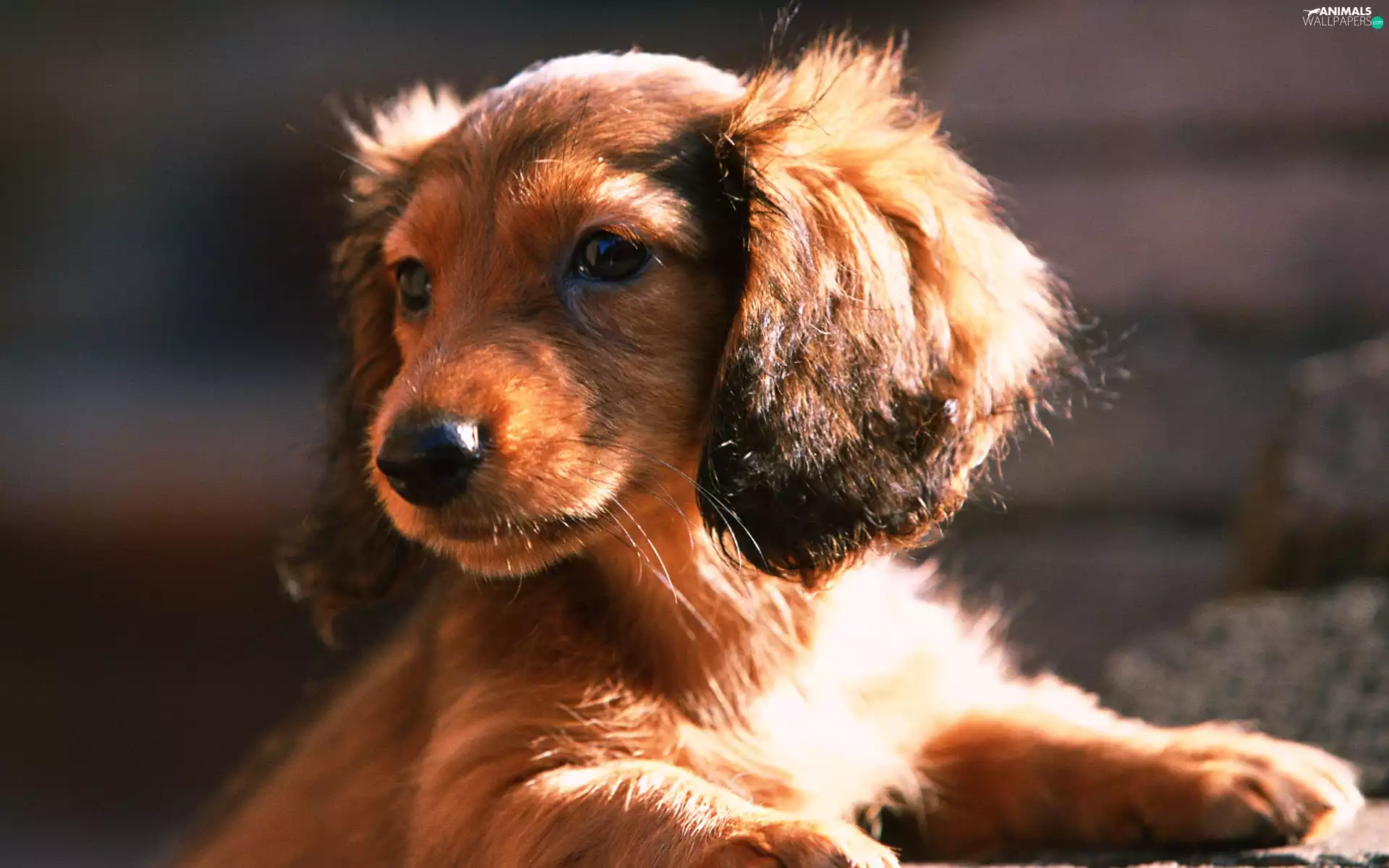 small, puppie, dachshund, Brown