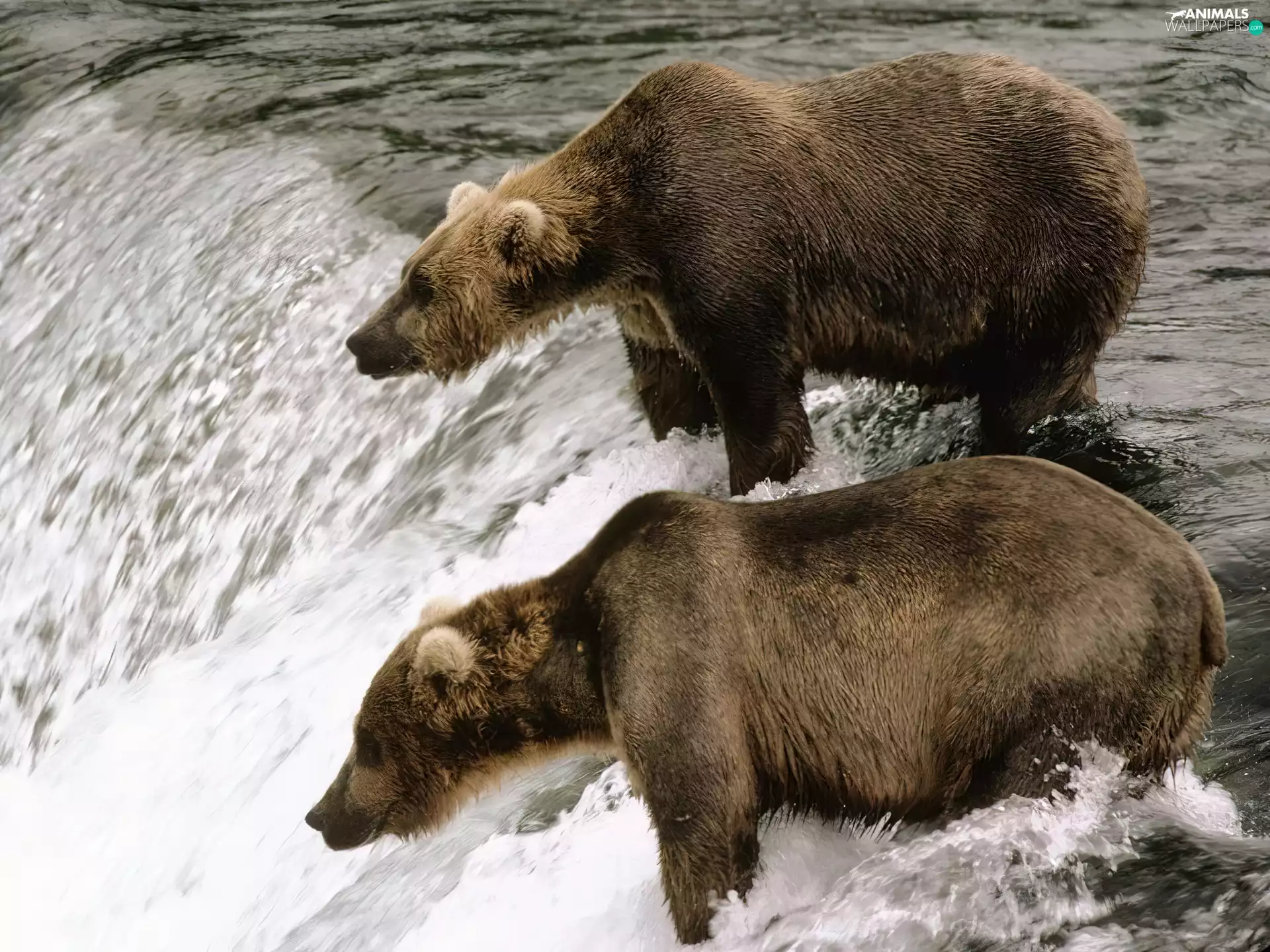 Brown Bears, waterfall