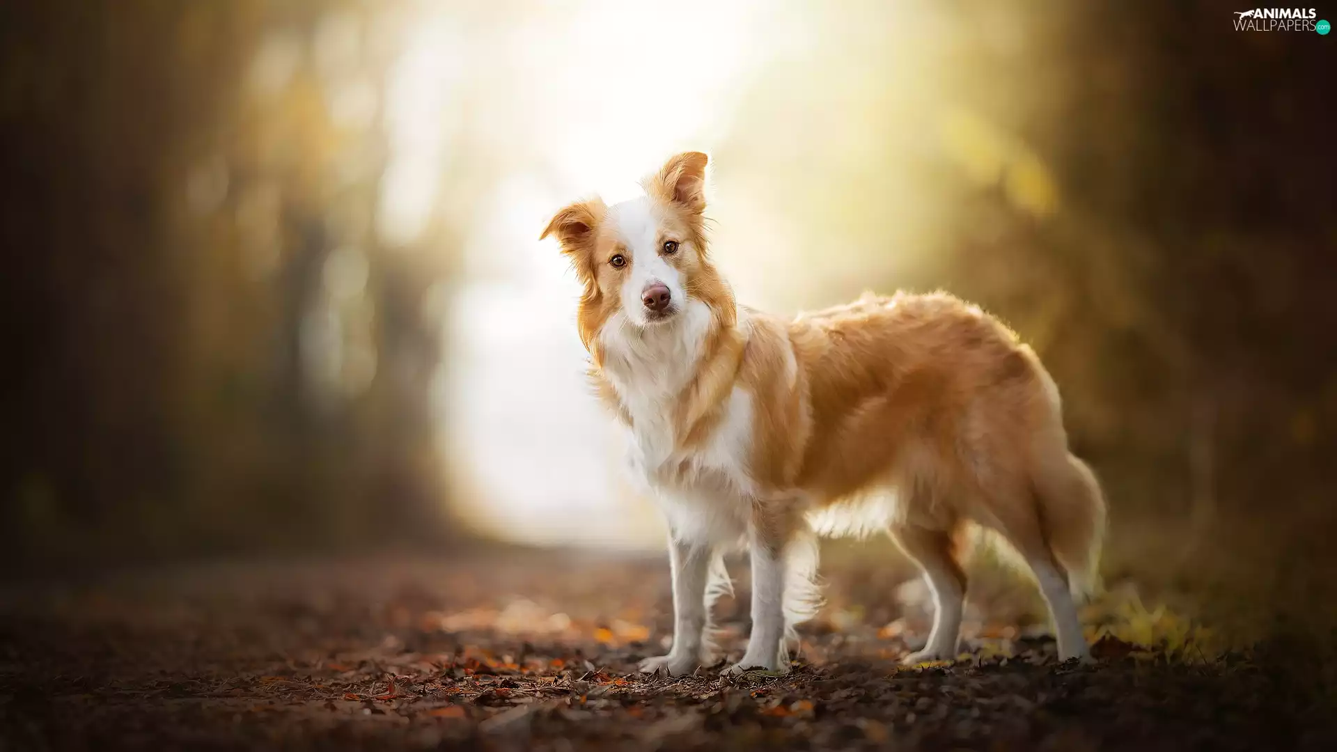 Border Collie, dog, Brown and white