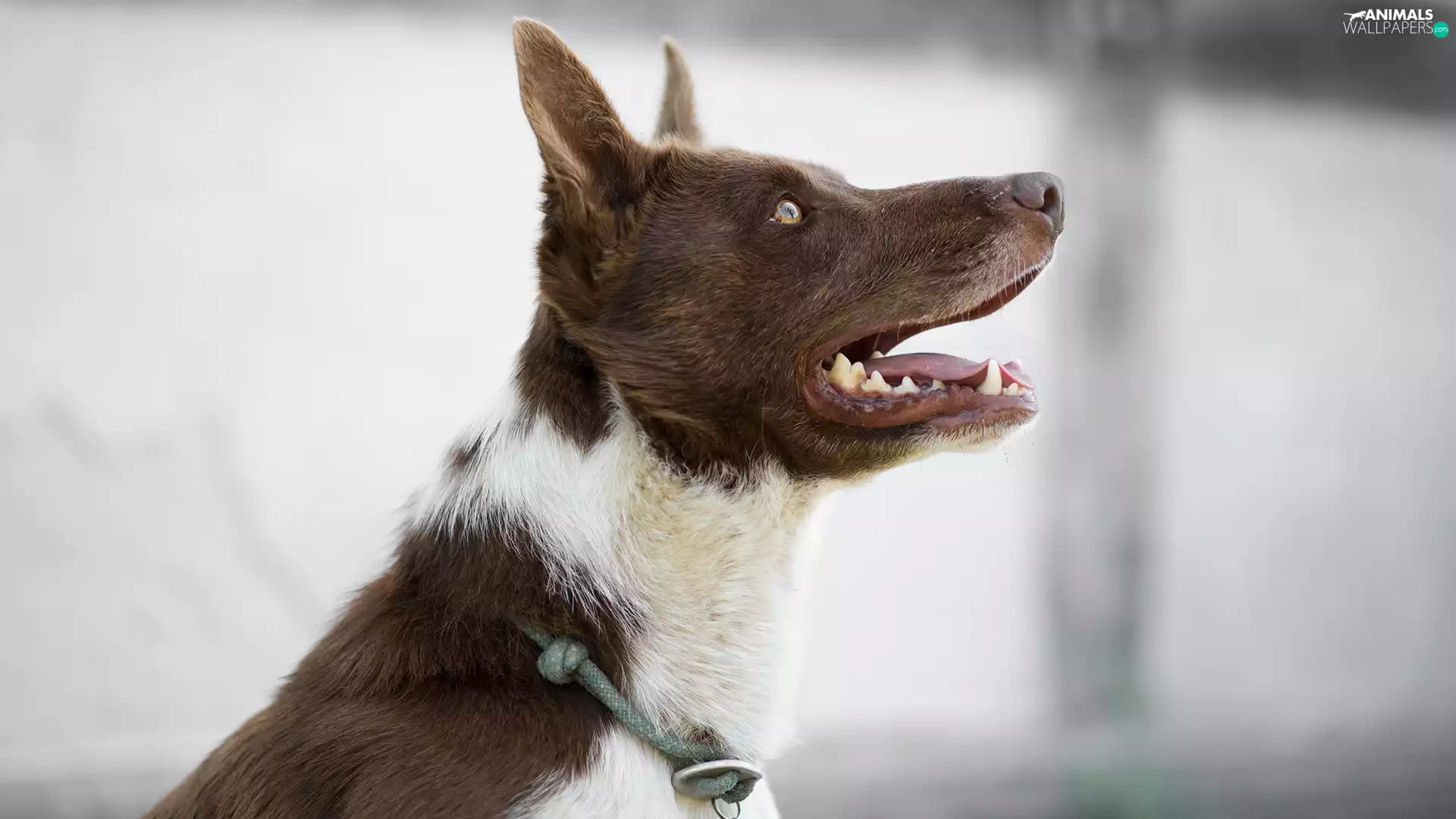 dog, muzzle, profile, Brown and white