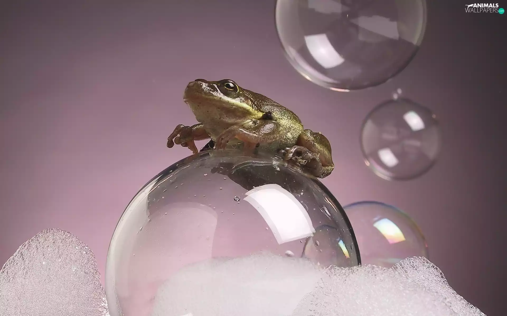 Foam, strange frog, bubbles