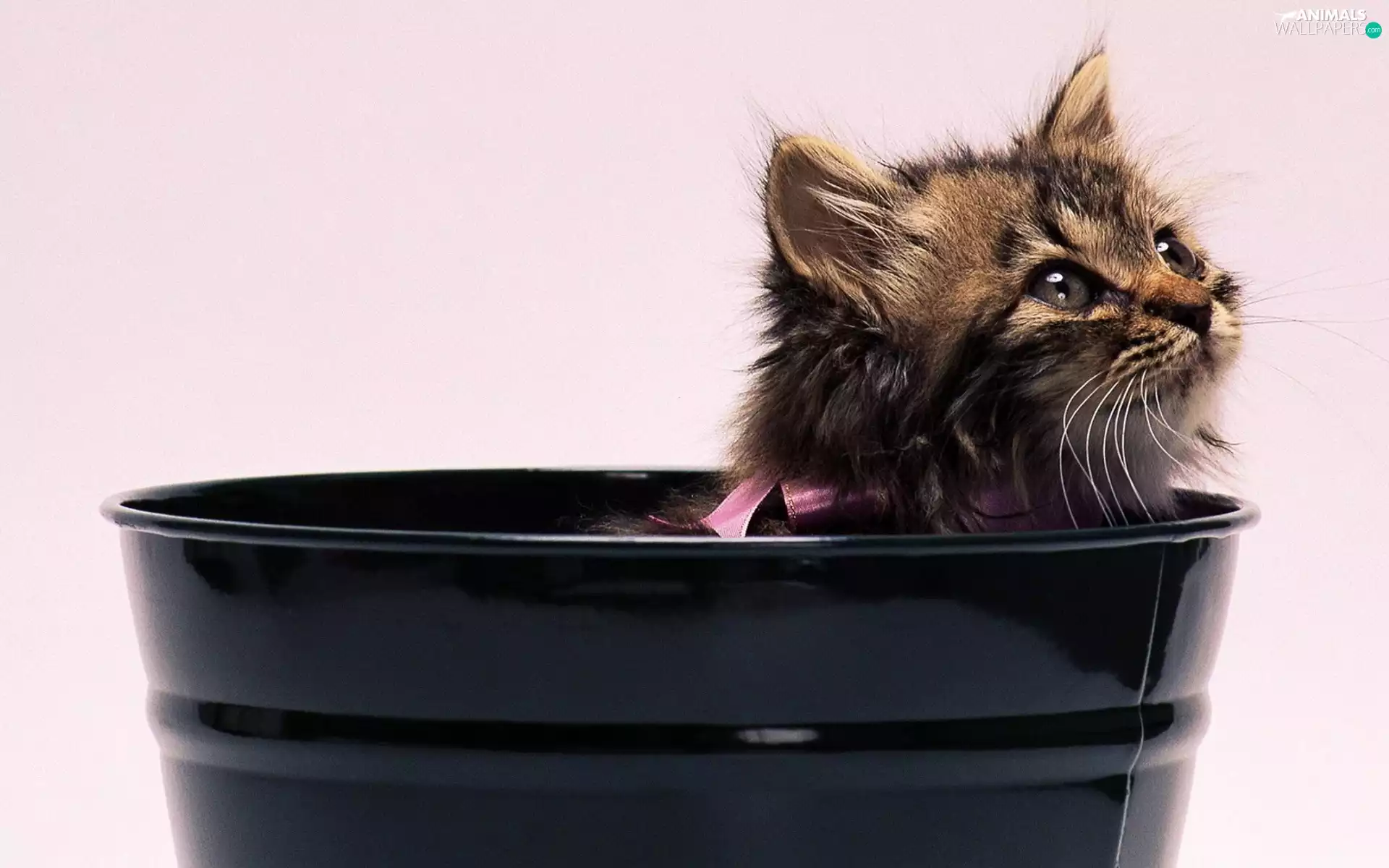 Bucket, kitten, ribbon