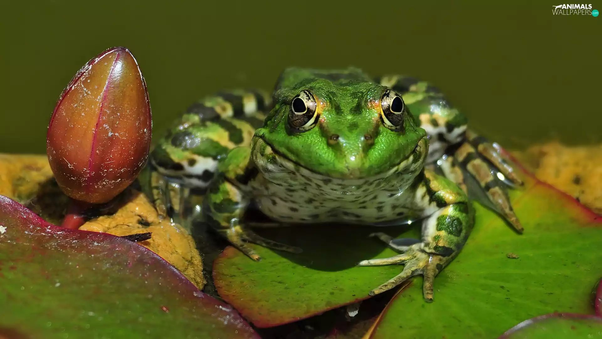Green, bud, Nenufaru, strange frog