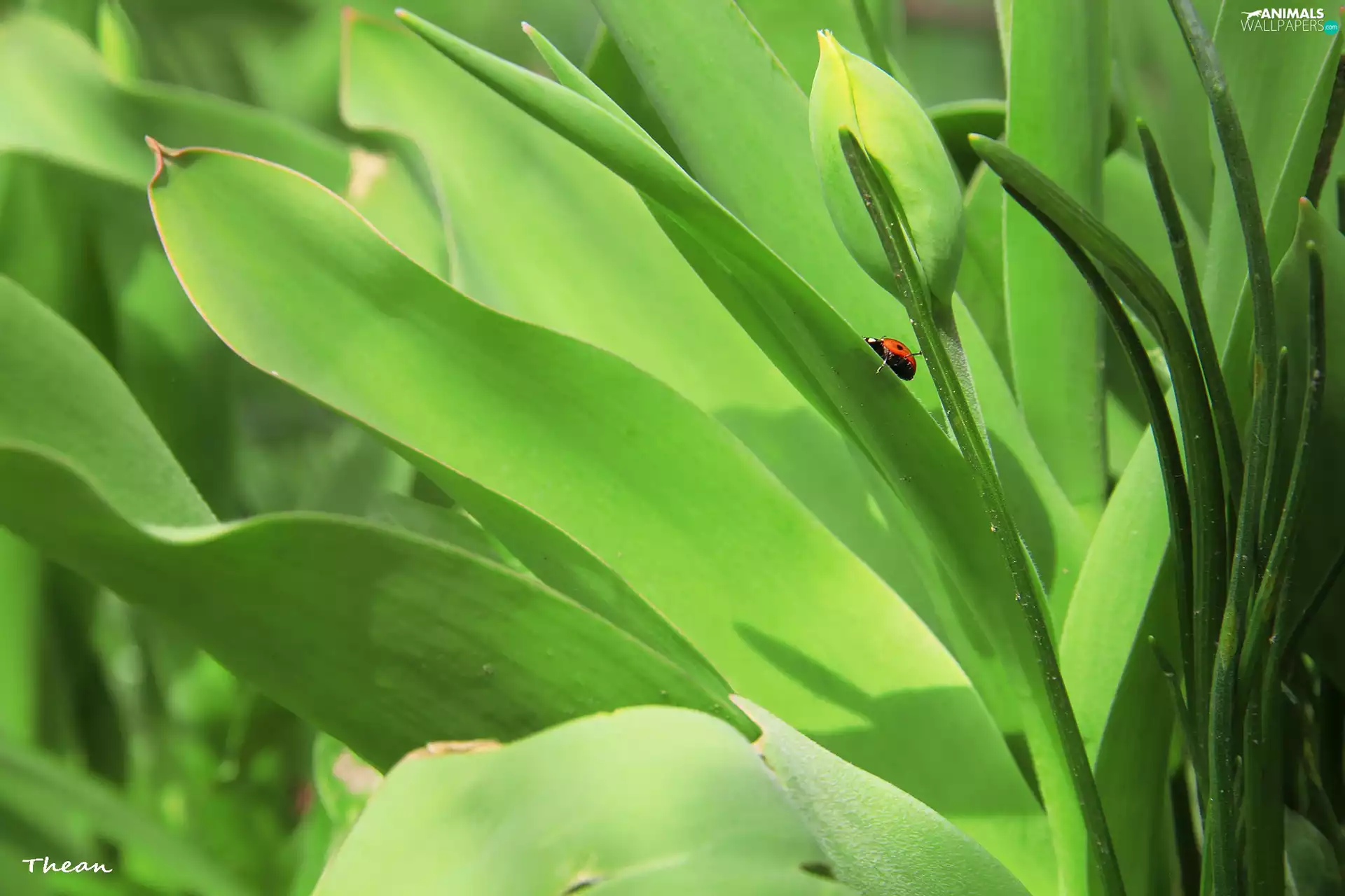 bud, ladybird, tulip