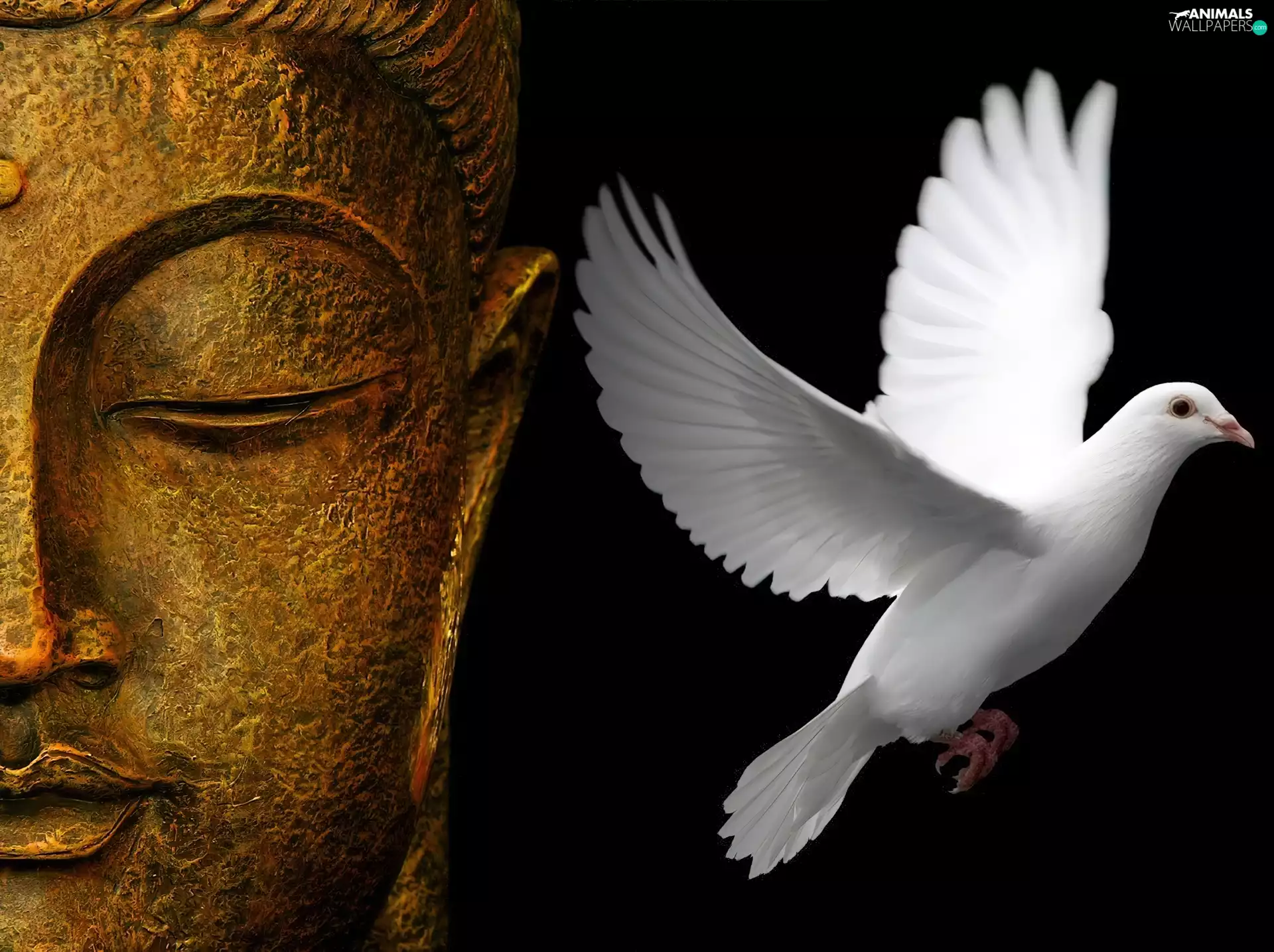 Budda, White, pigeon