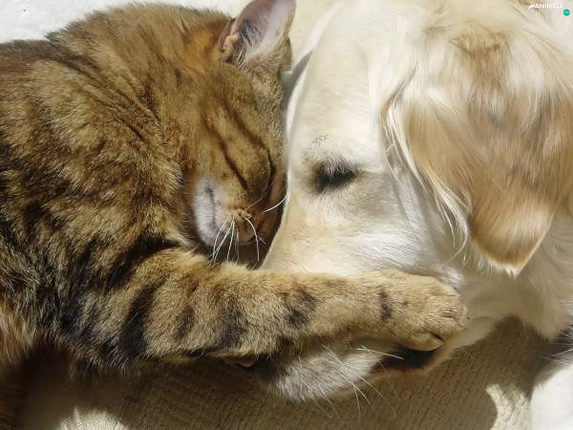 buddies, cat, dog