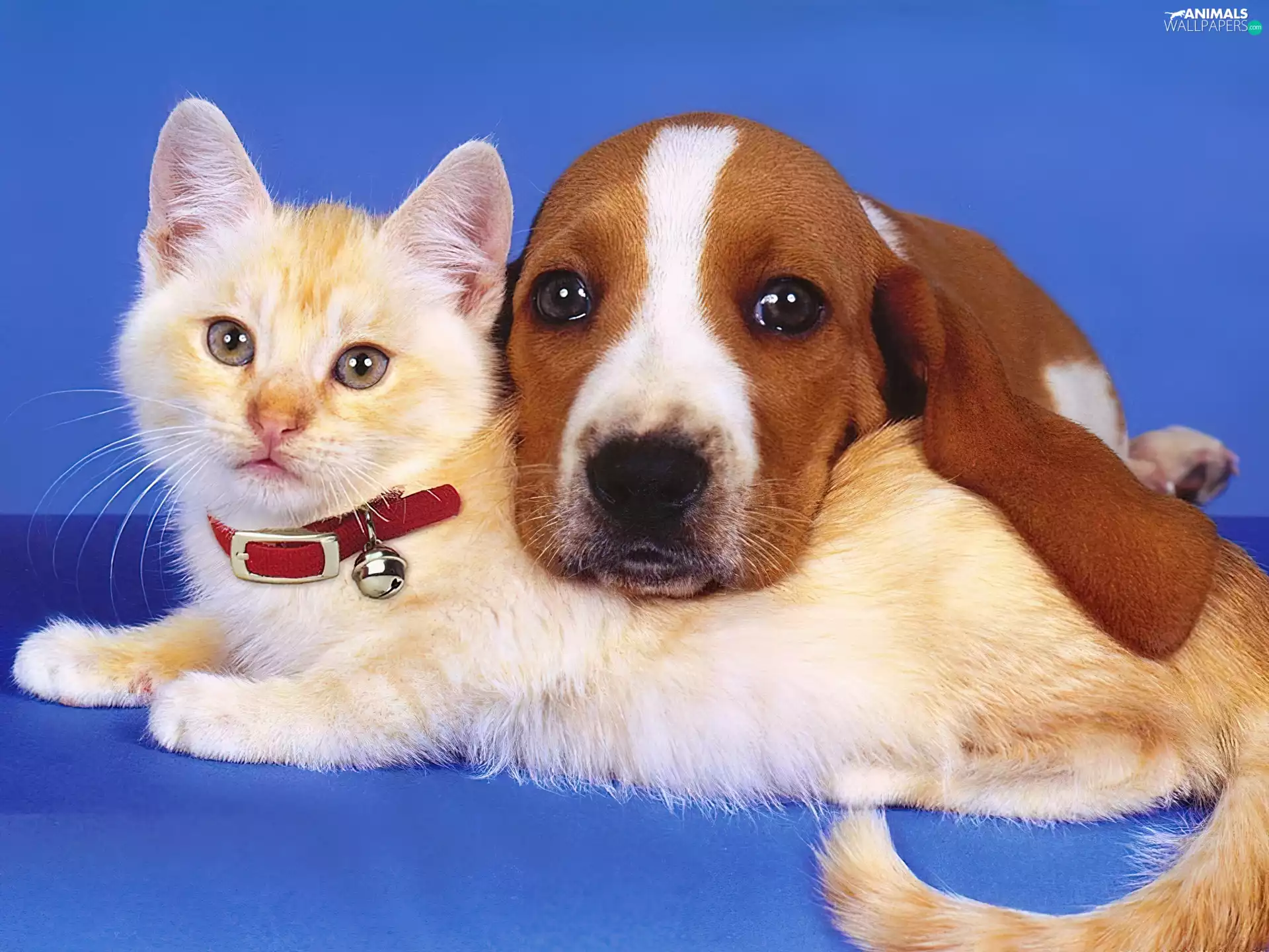 buddies, cat, dog
