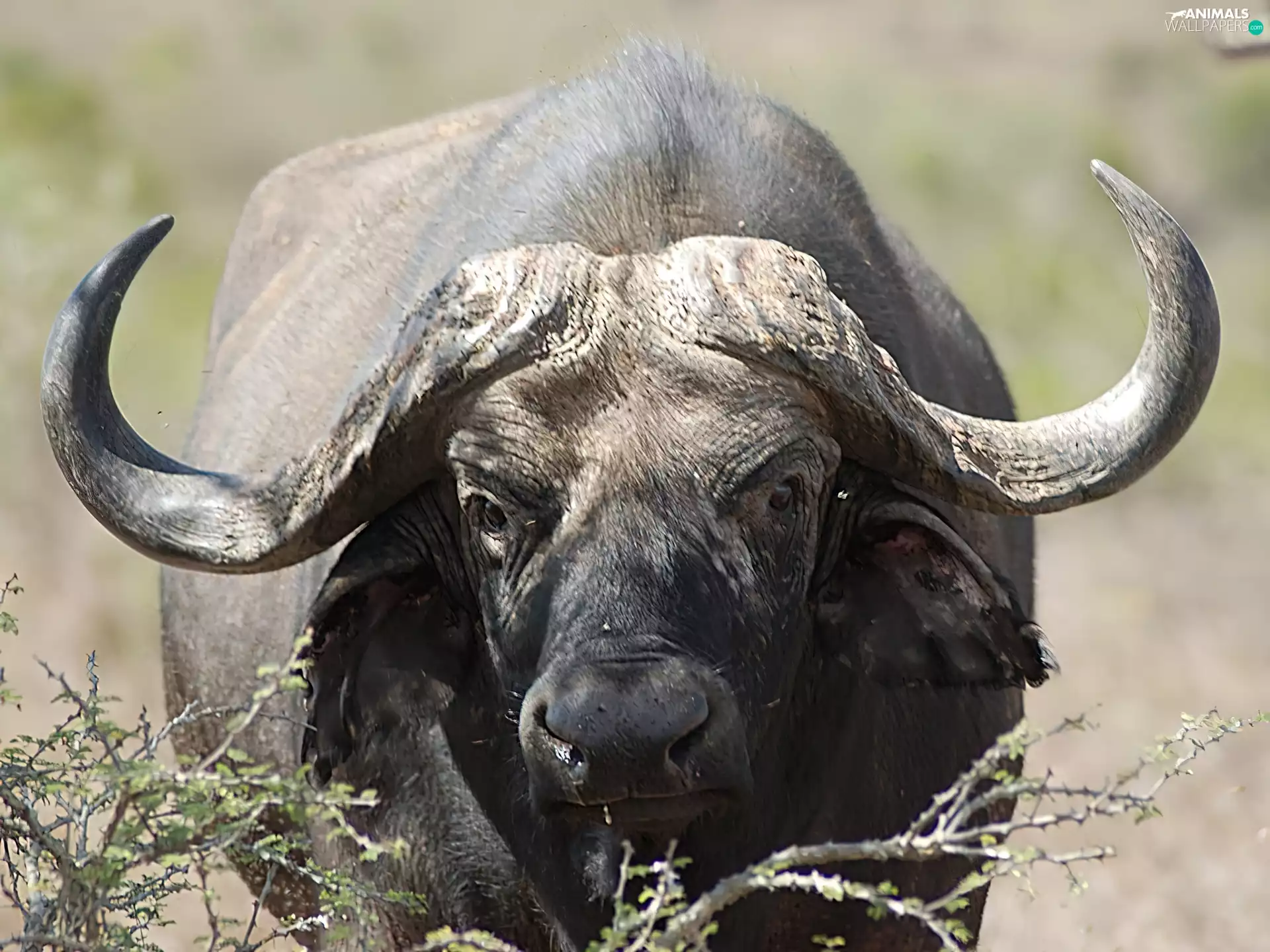 buffalo, african