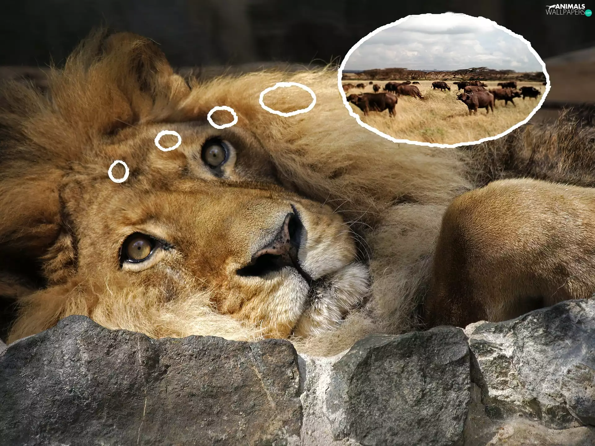 buffaloes, Lion, rocks