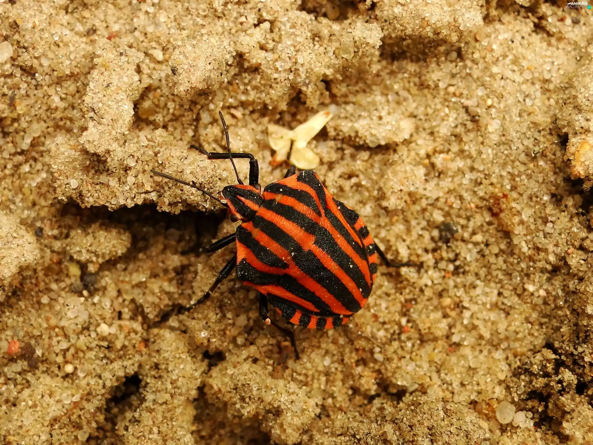 Pluskwiak, Insect, Minstrel Bug