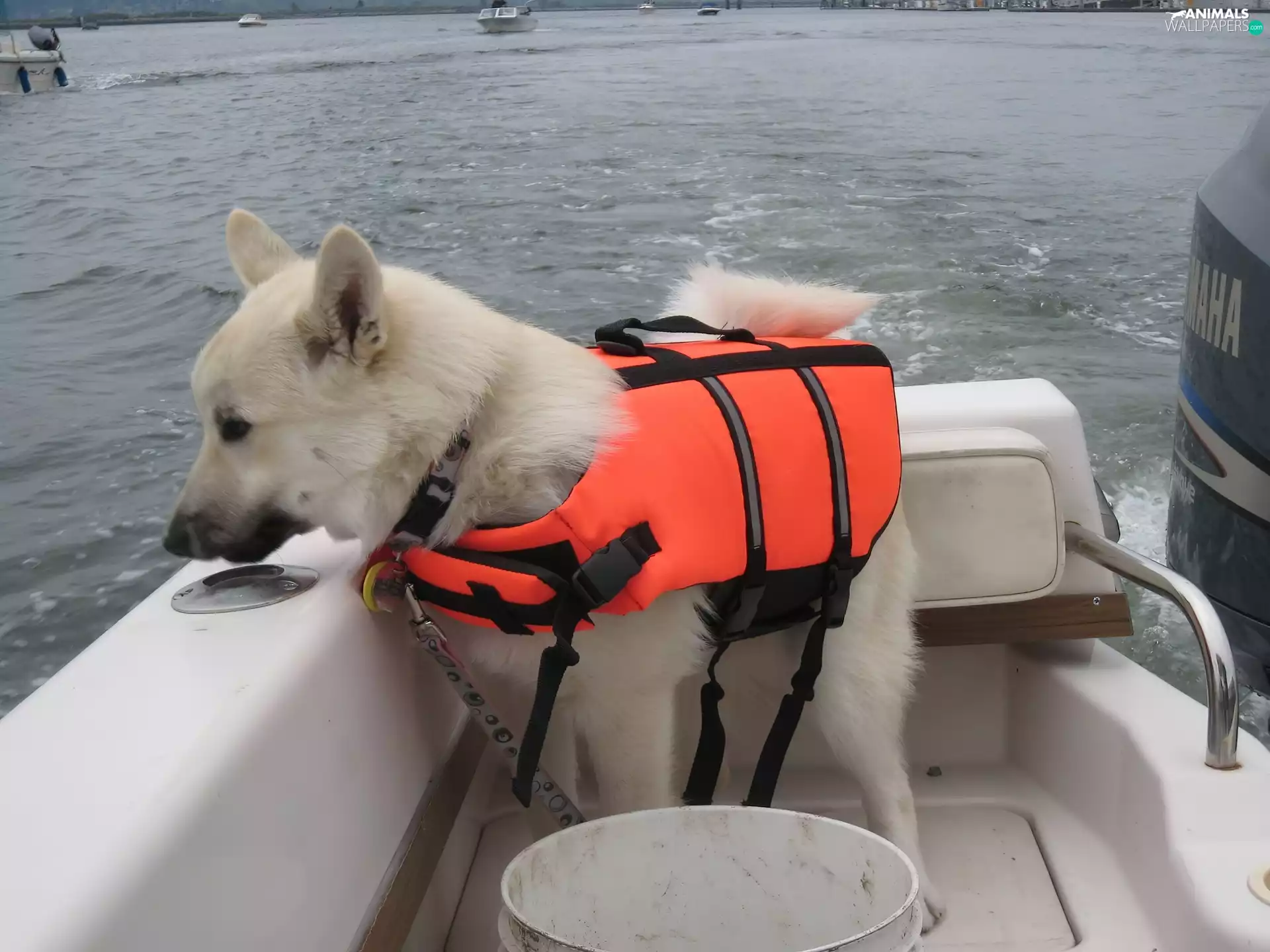 Norsk Buhund, Norwegian Buhund