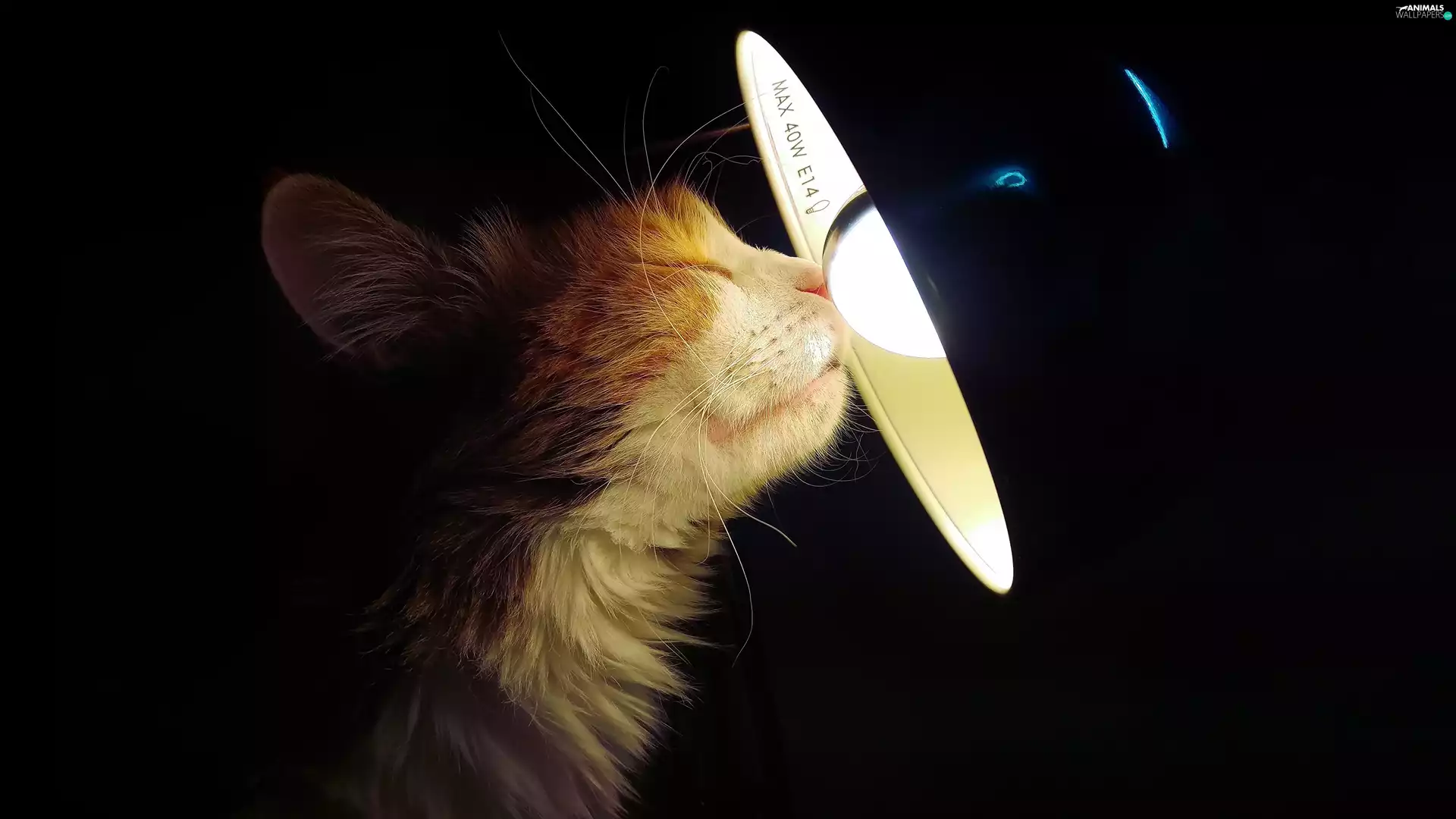 bulb, cat, Lamp