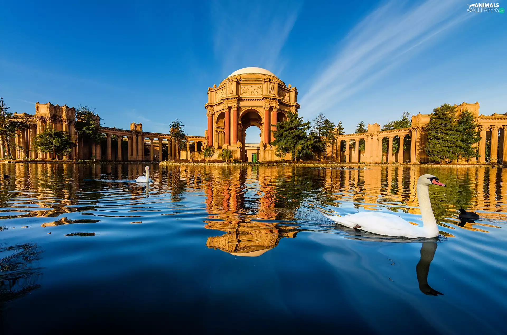 Pond - car, Swan, Buldings, column, San Francisco