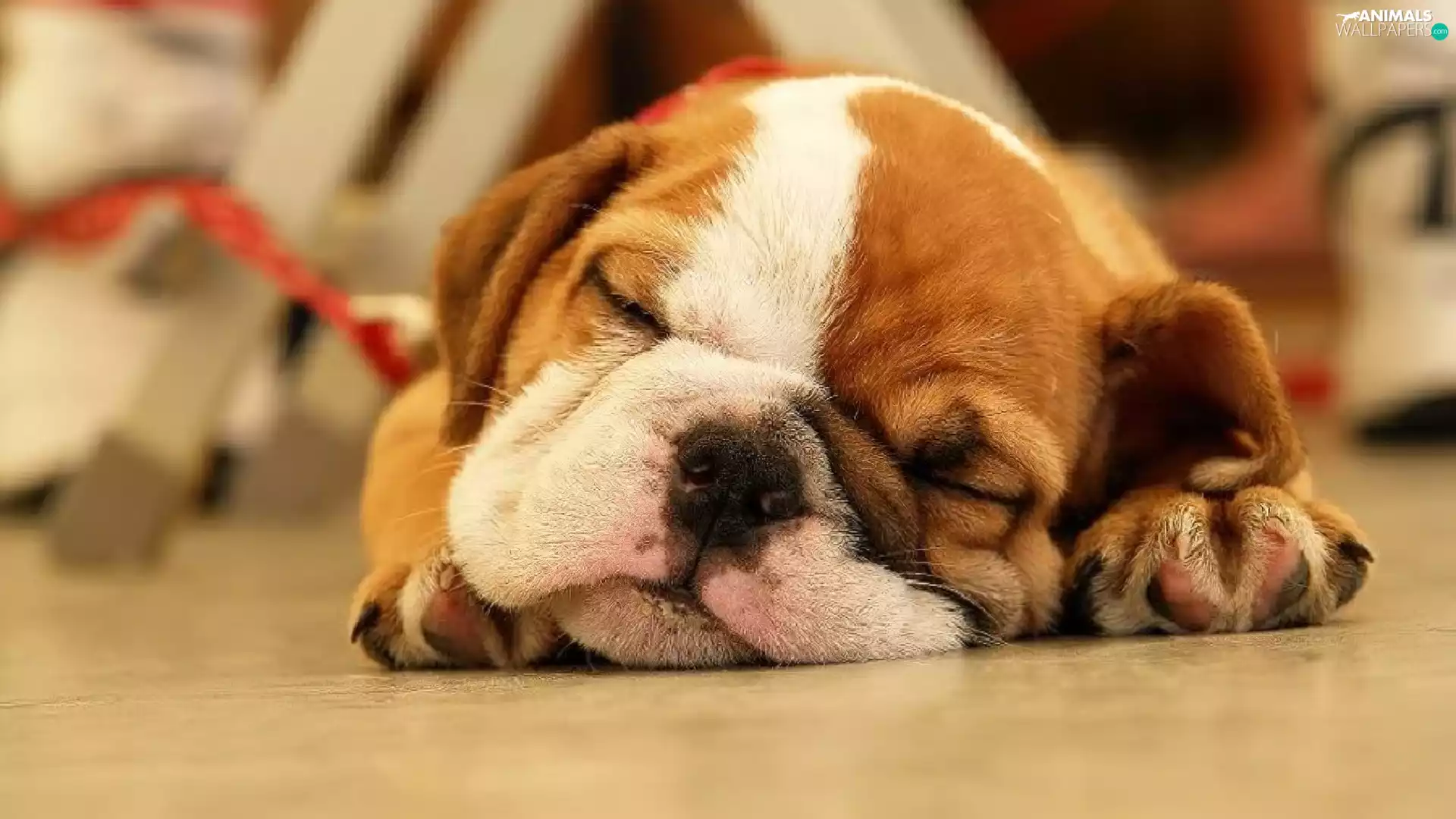 Buldog, sleepy, Puppy