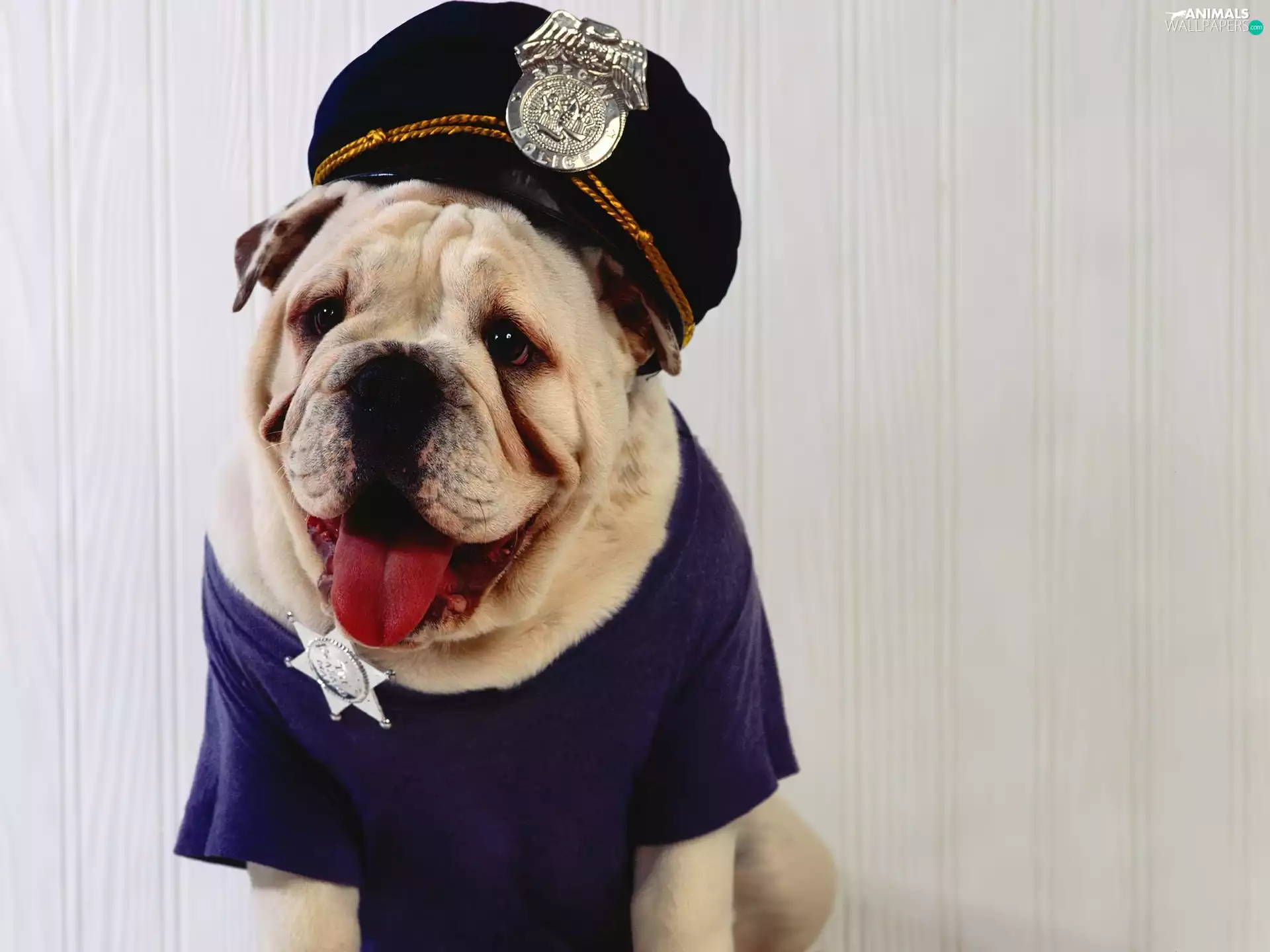 Shirt, Buldog, sheriff, Hat, dog