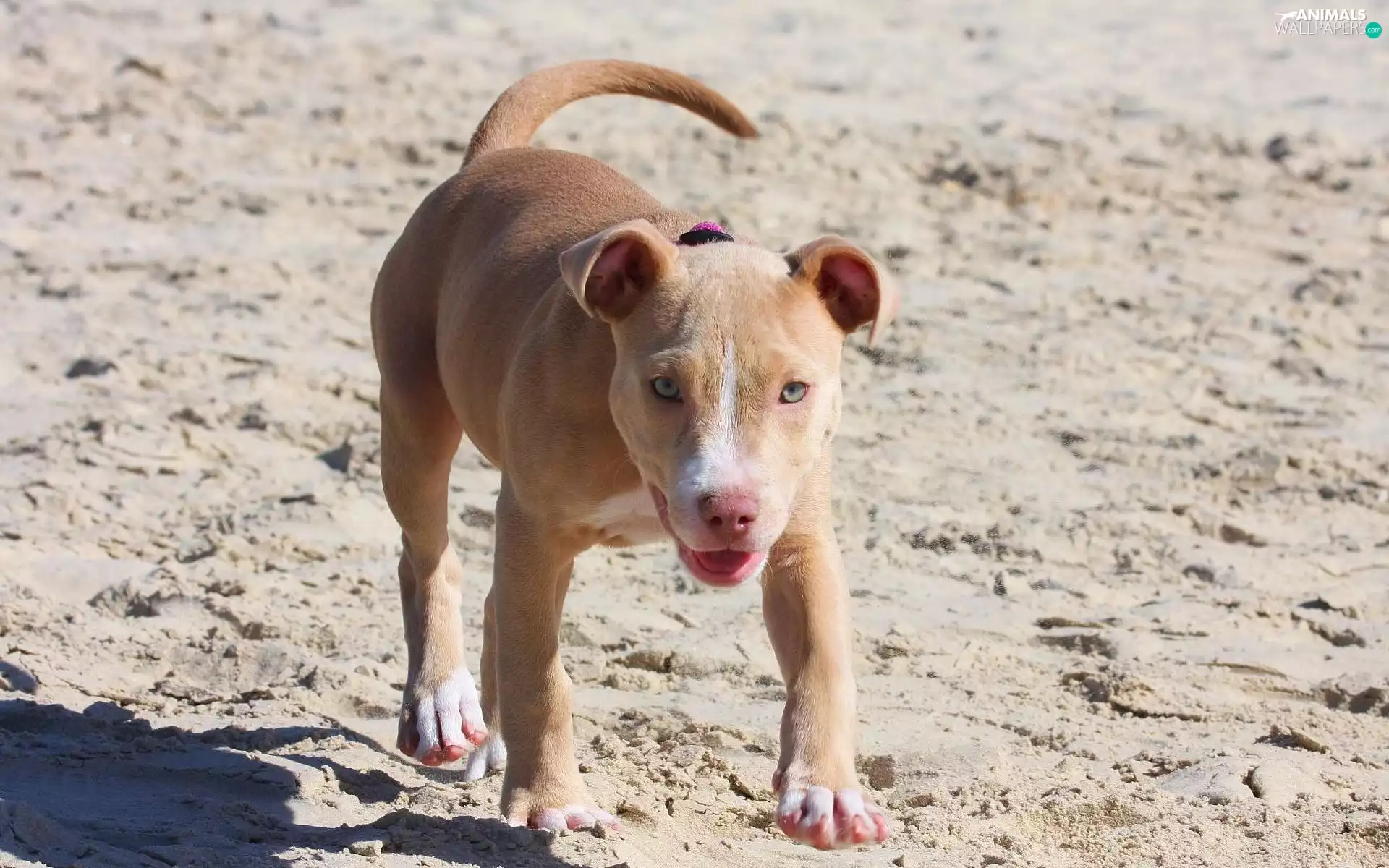 Beaches, dog, Pit Bull