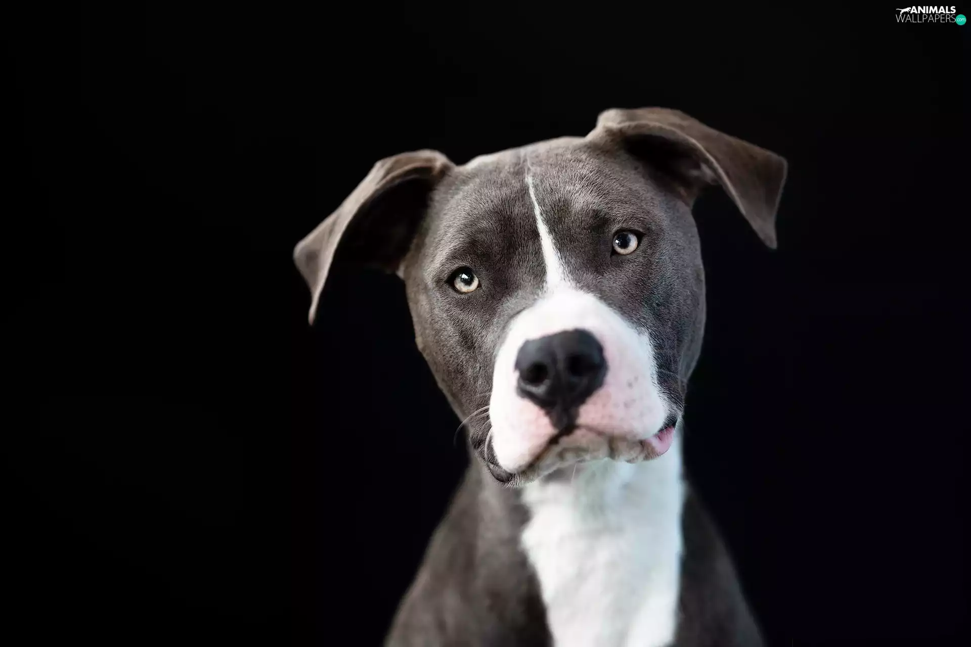 Black, background, Pit Bull Terrier, muzzle, dog