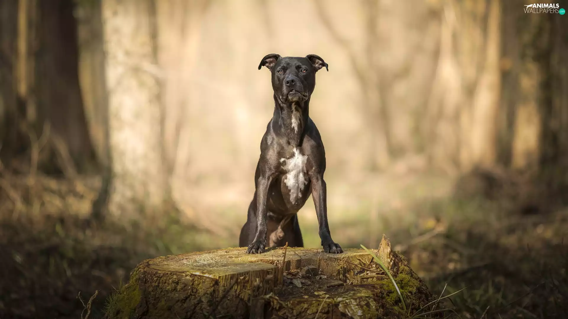 trees, viewes, Pit Bull Terrier, trunk, dog