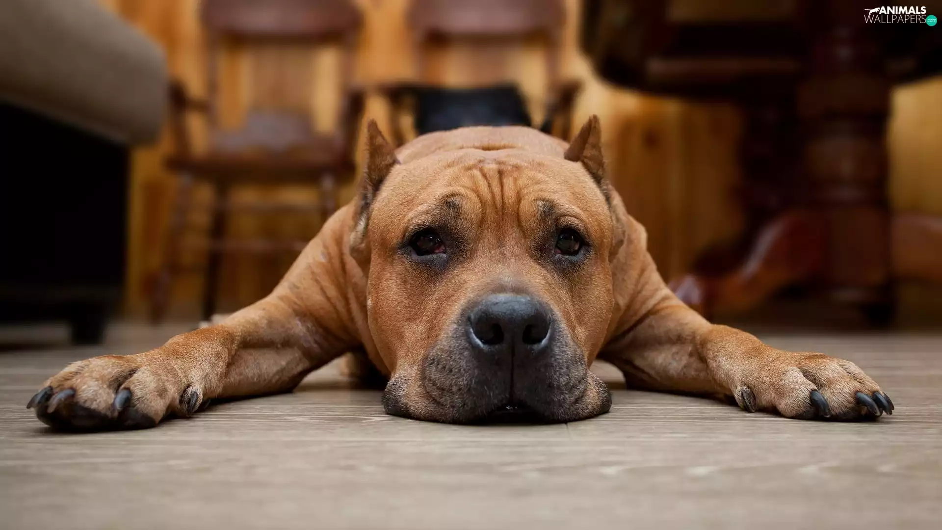 Pit Bull Terrier, lying, dog